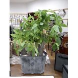 +VAT Artificial shrub in faux lead planter