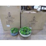 +VAT 2 boxes of mixed Echeveria pots