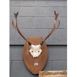 (1) Mounted pair of stag horns