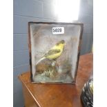 Taxidermists canary