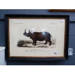 Framed and glazed print - study of a rhinoceros