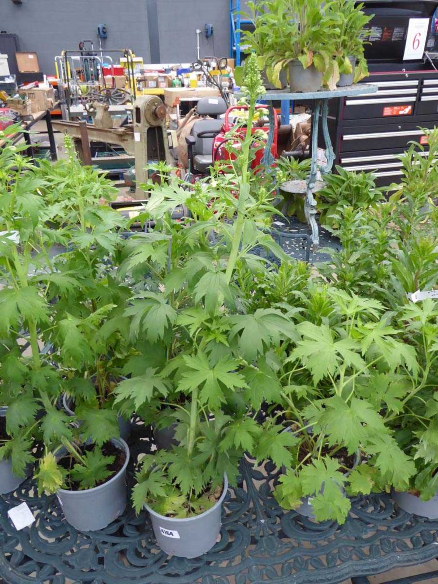 Potted delphinium