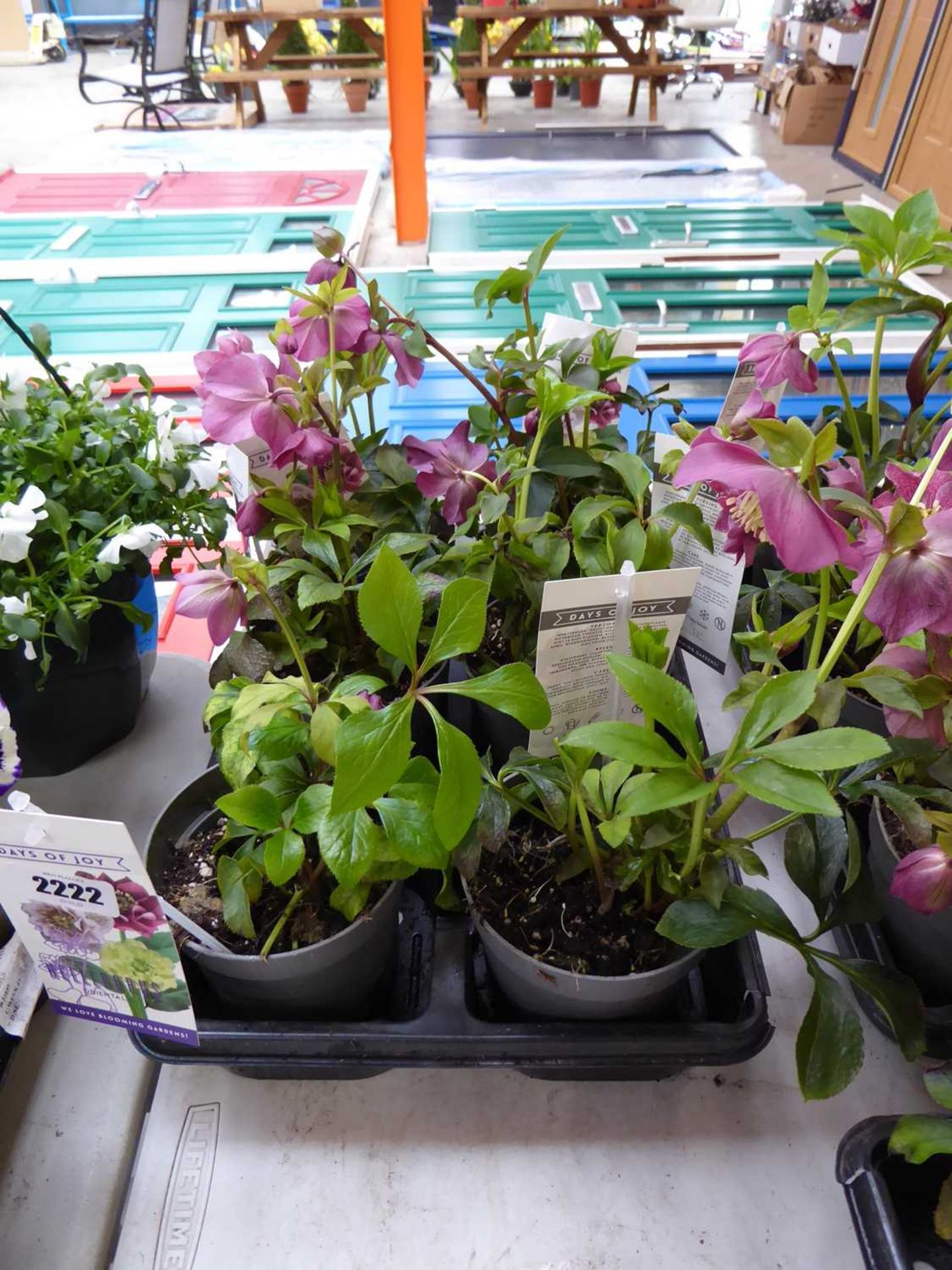 Tray containing 6 pots of oriental helleborus