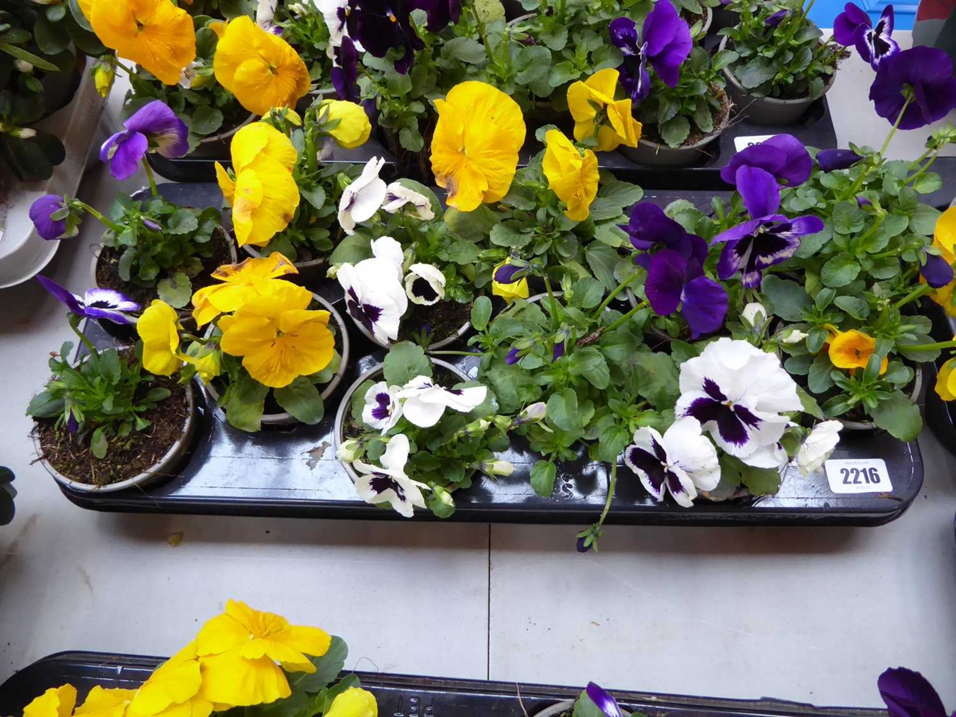 Tray containing 12 pots of pansies