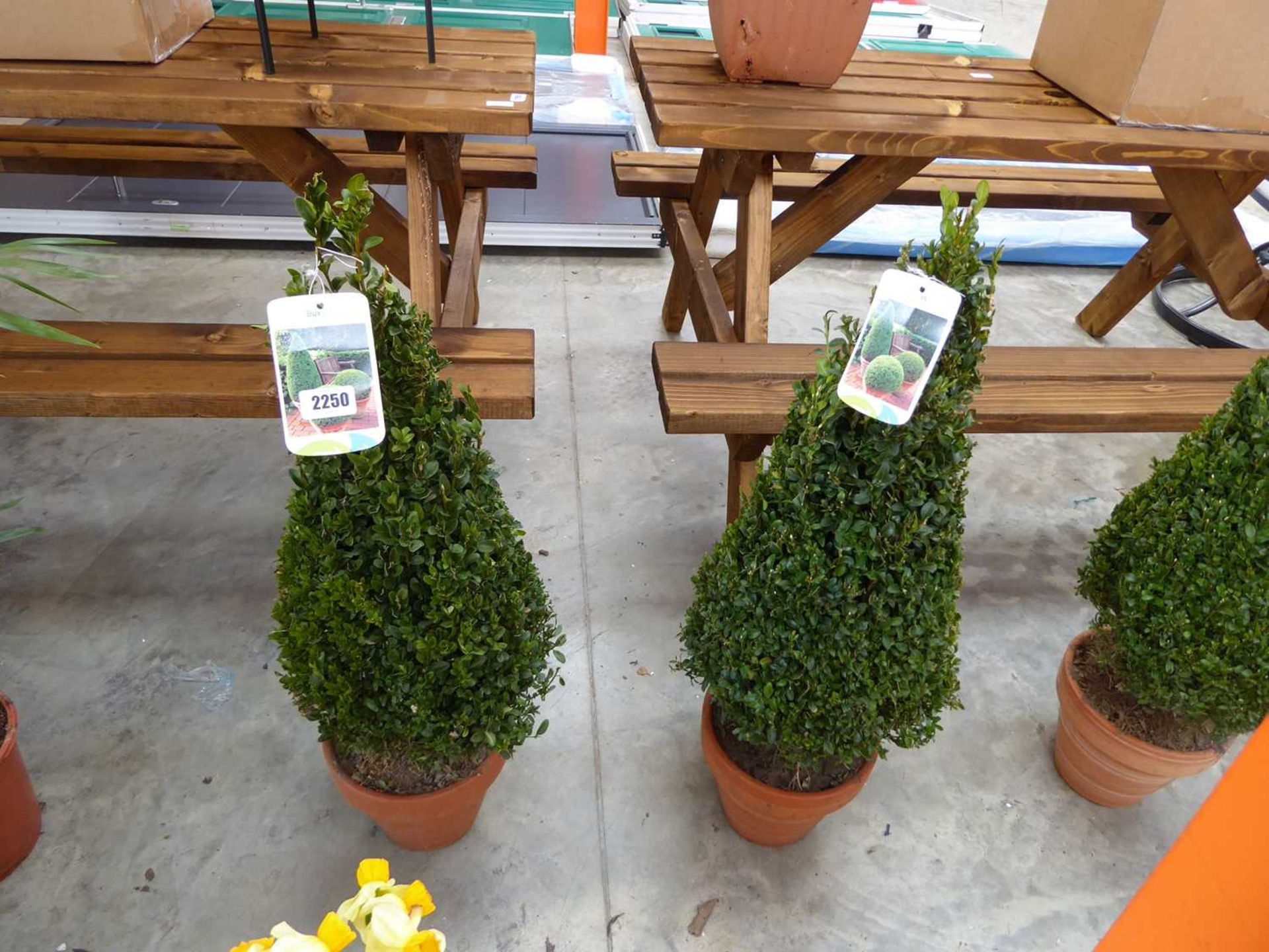 Pair of buxus