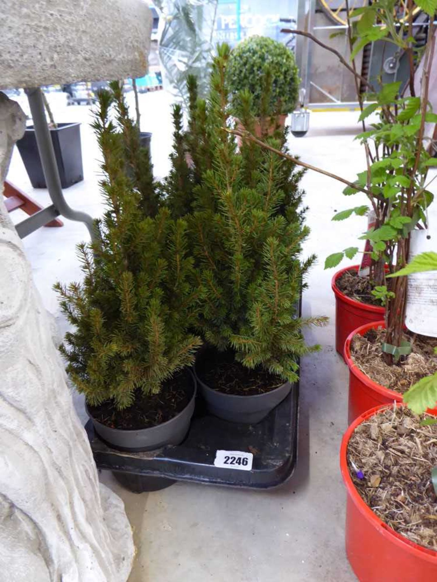 Tray containing 6 dwarf picea