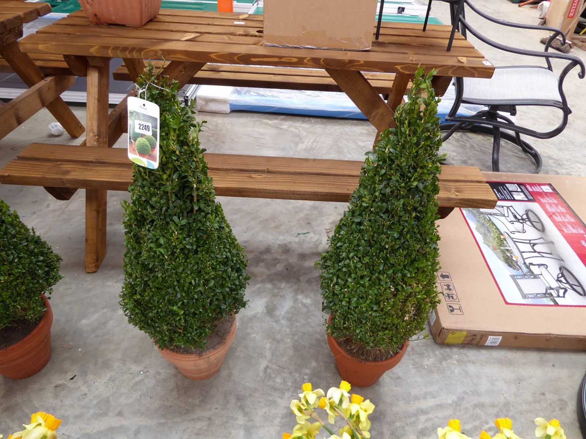 Pair of buxus