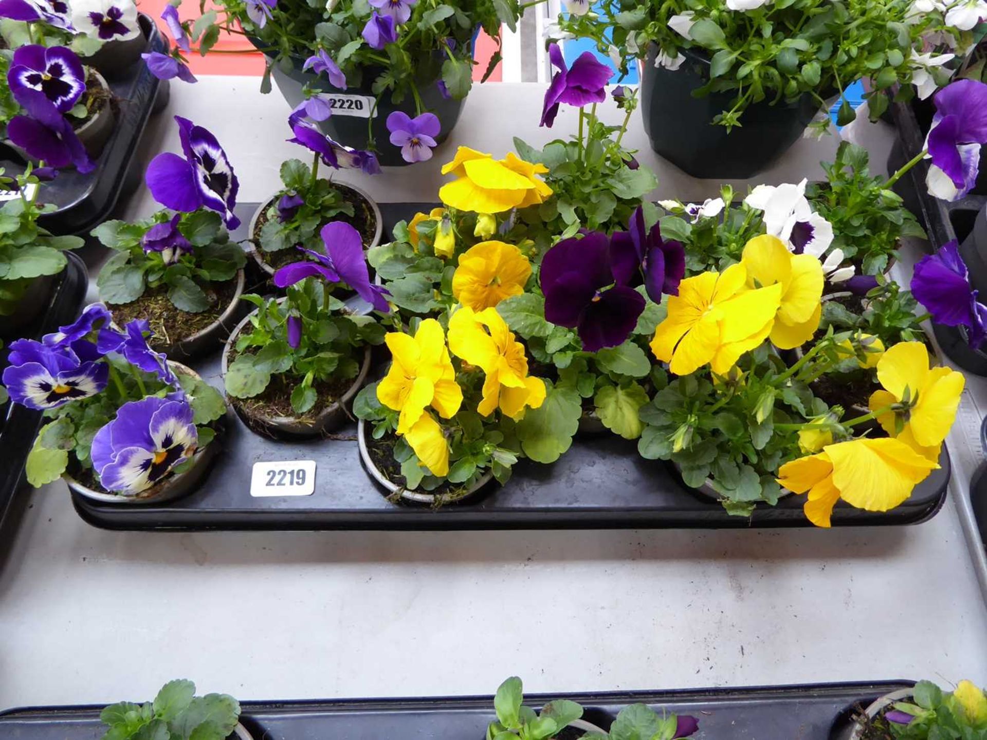 Tray containing 12 pots of pansies