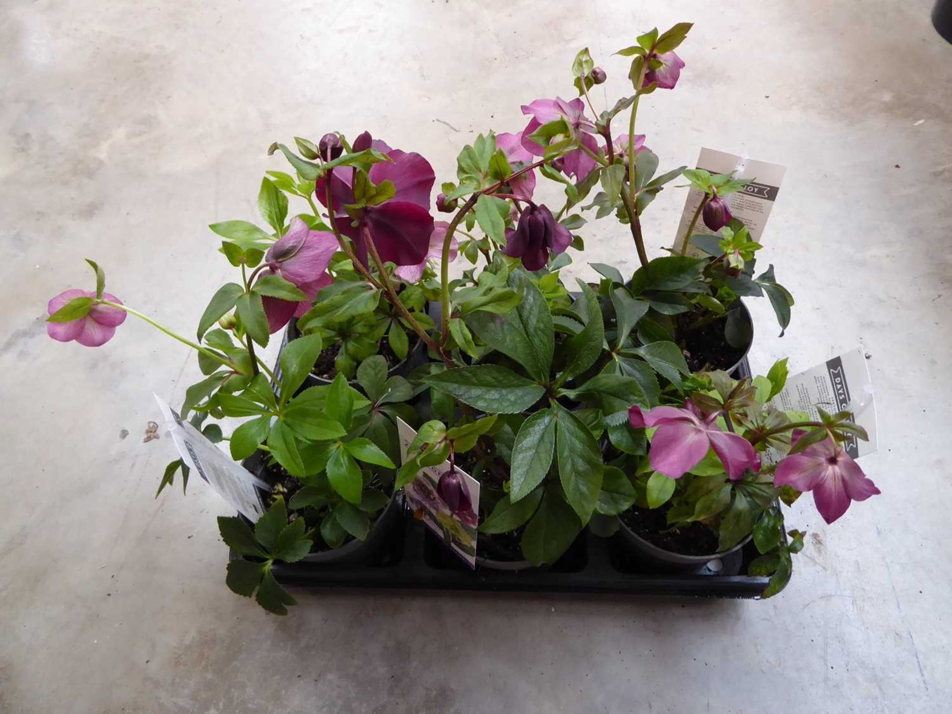 Tray containing 6 pots of oriental helleborus