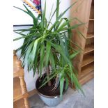 Ornamental potted conservatory palm in planter