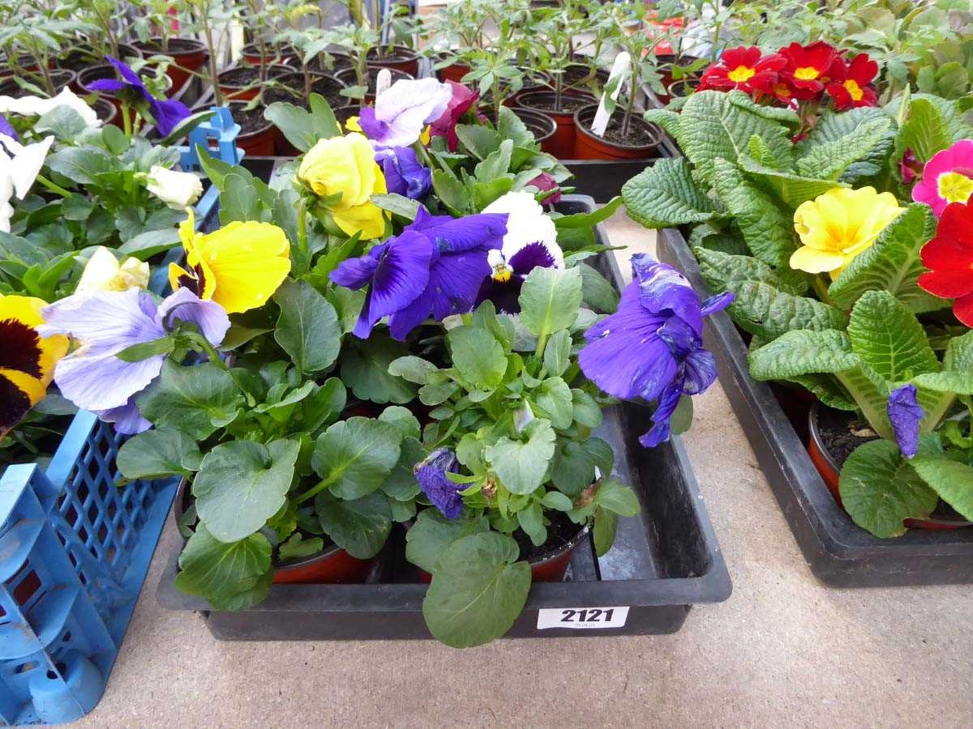 Tray containing 8 pots of pansies