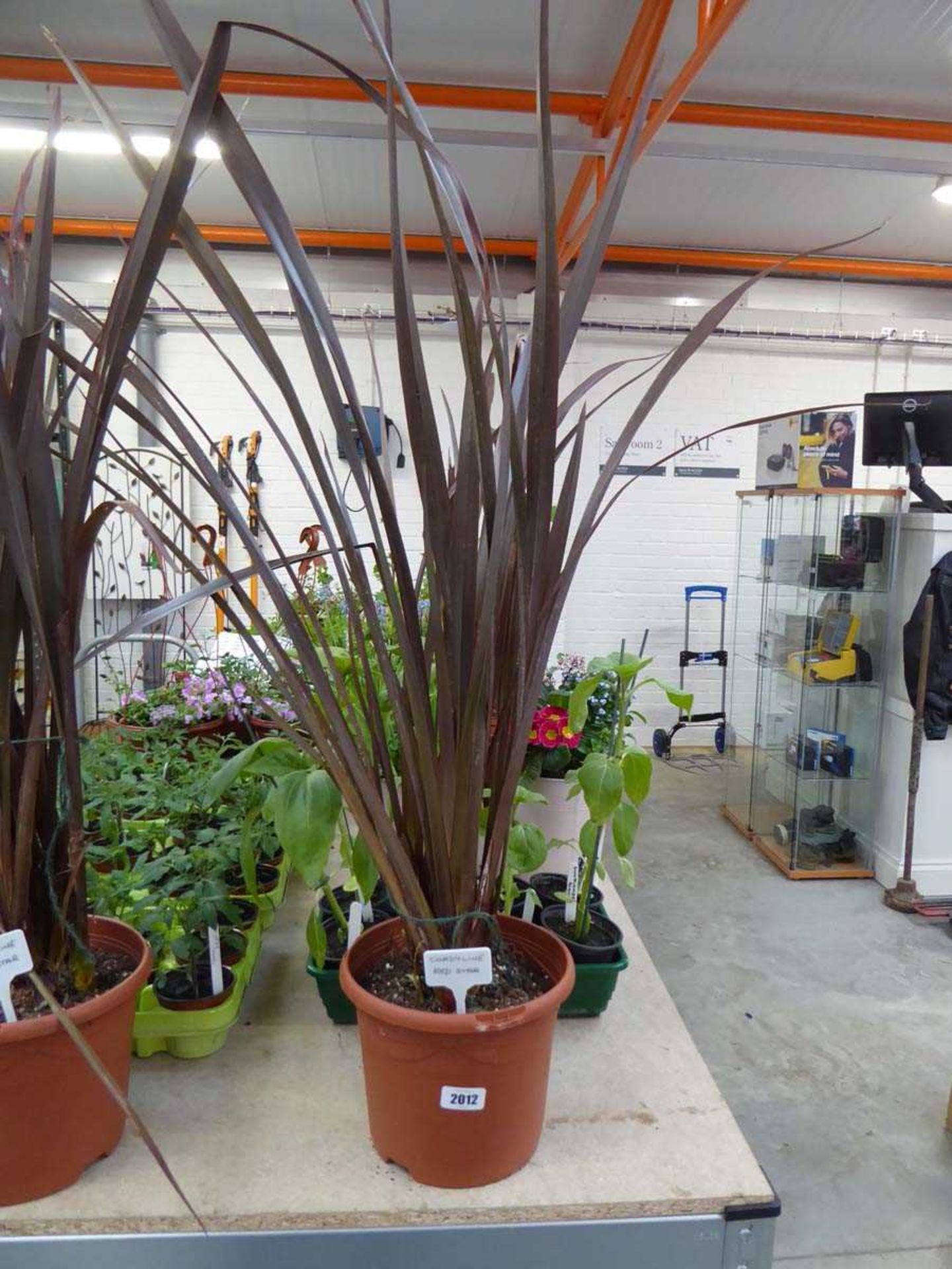 Potted red star cordyline
