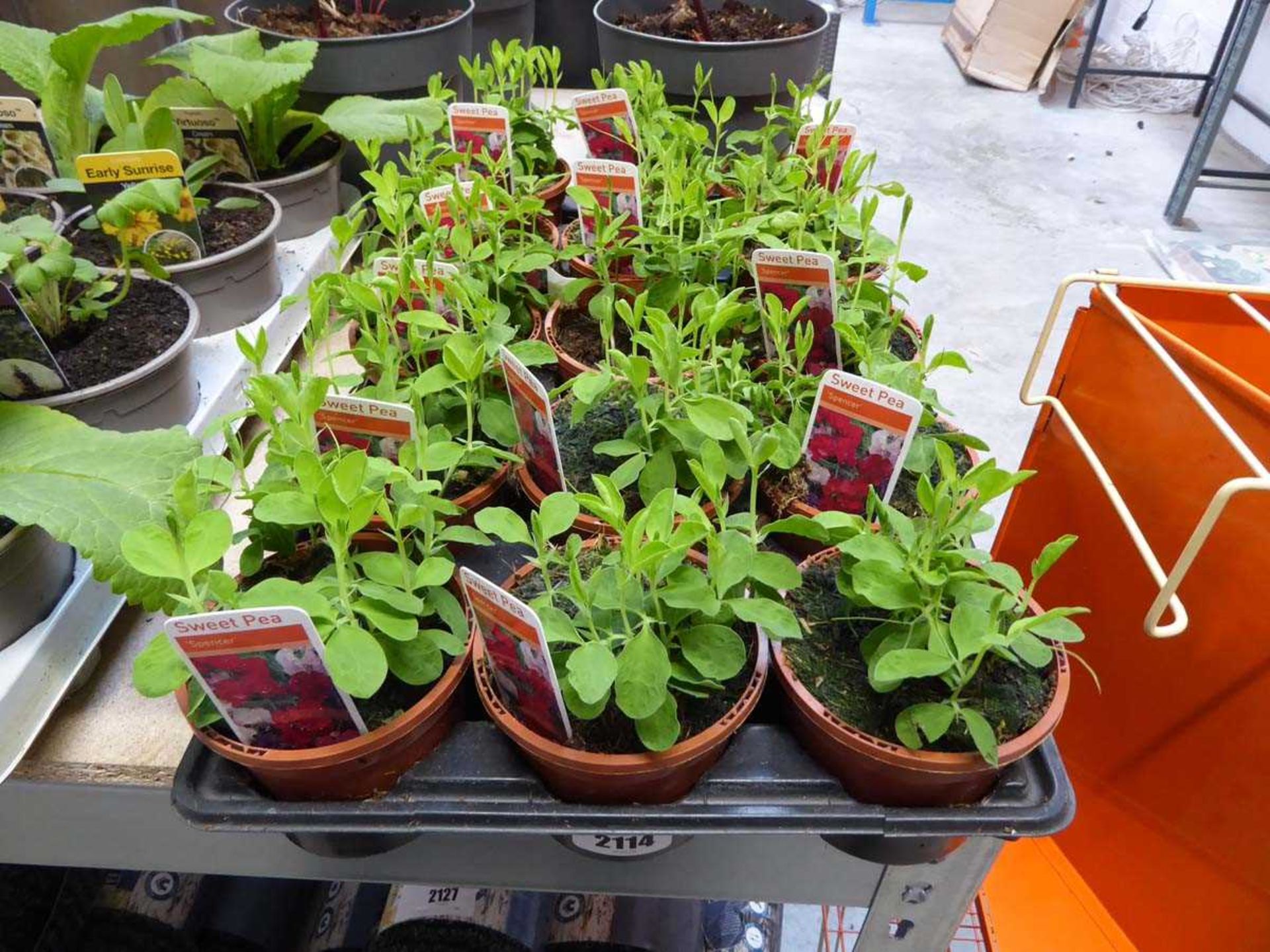 Tray containing 15 pots of Spencer Sweetpeas