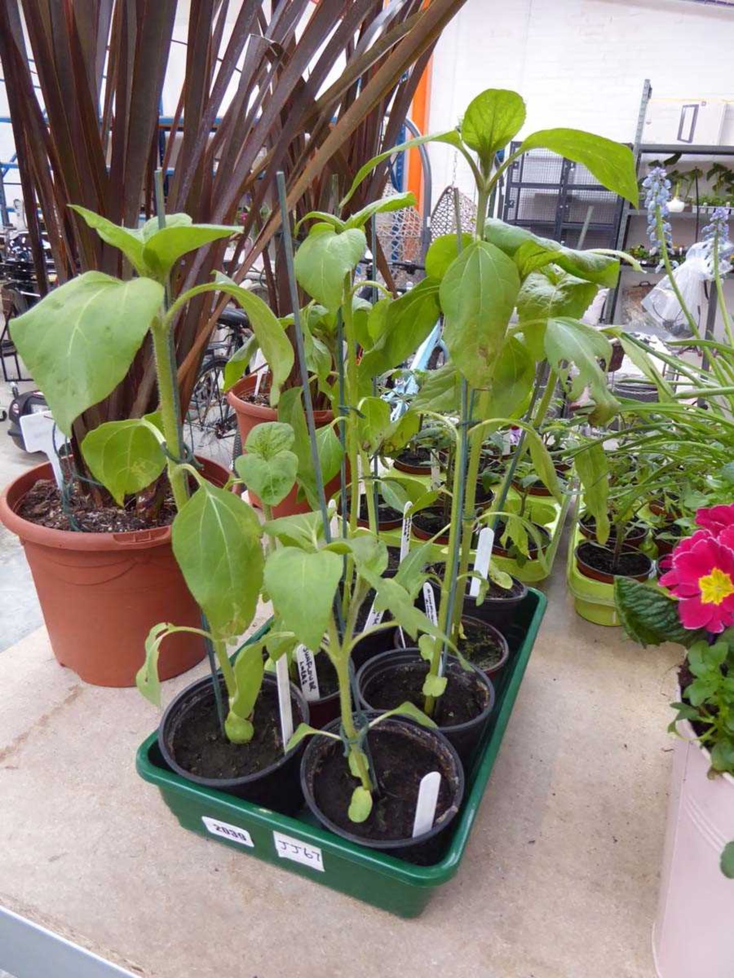 Tray containing 8 potted large sunflowers
