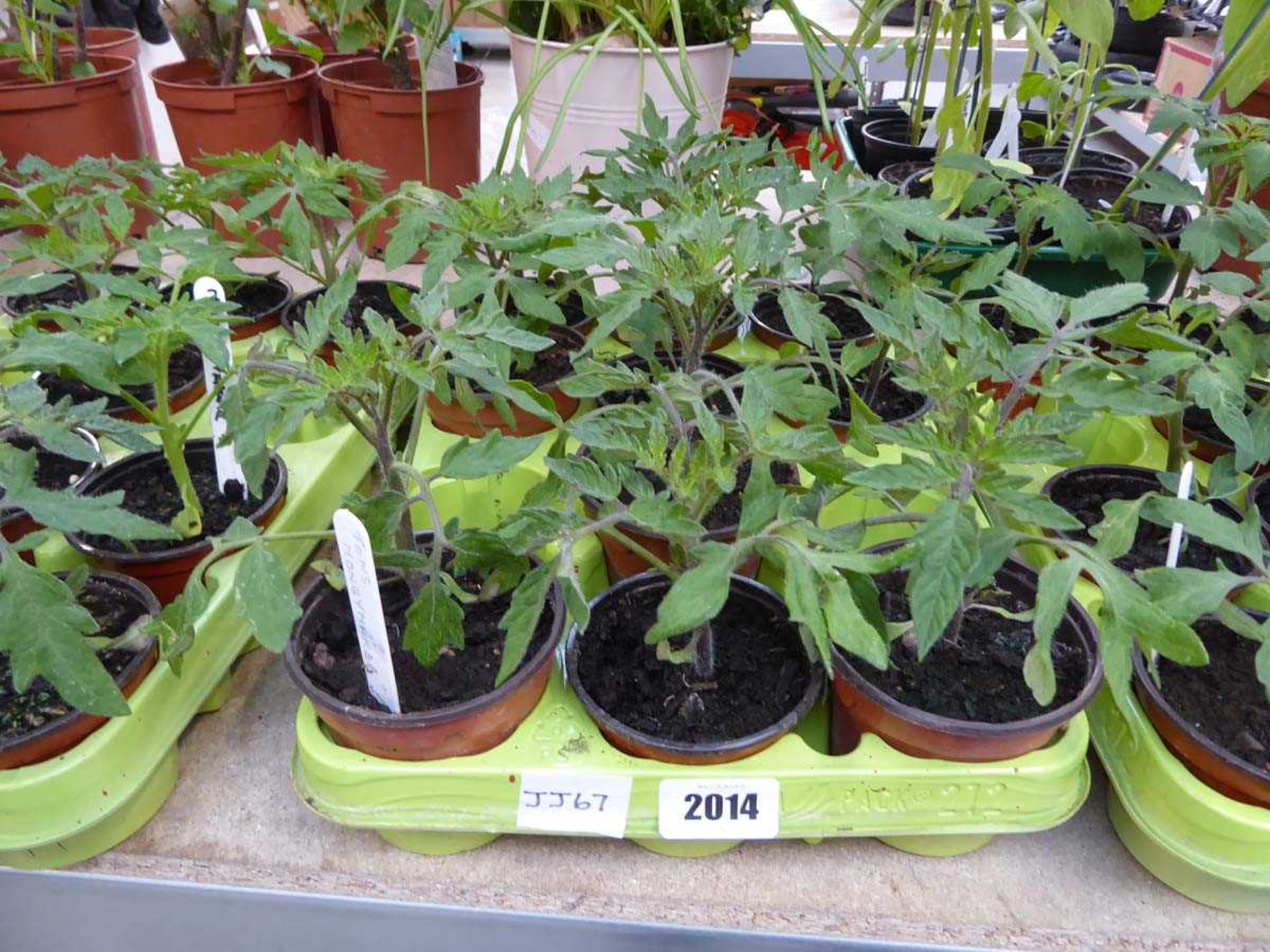 Tray containing 10 pots of Money Maker tomato plants