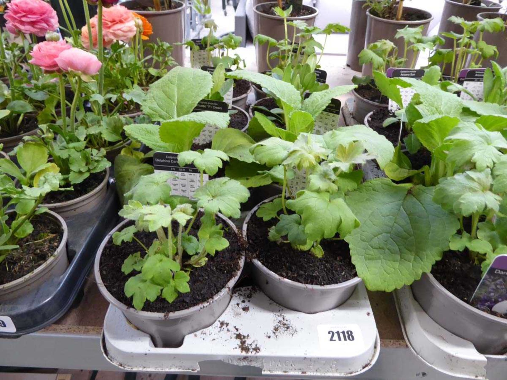 Tray containing 8 pots of mixed plants, to include digitalis, delphinium, coreopsis etc.