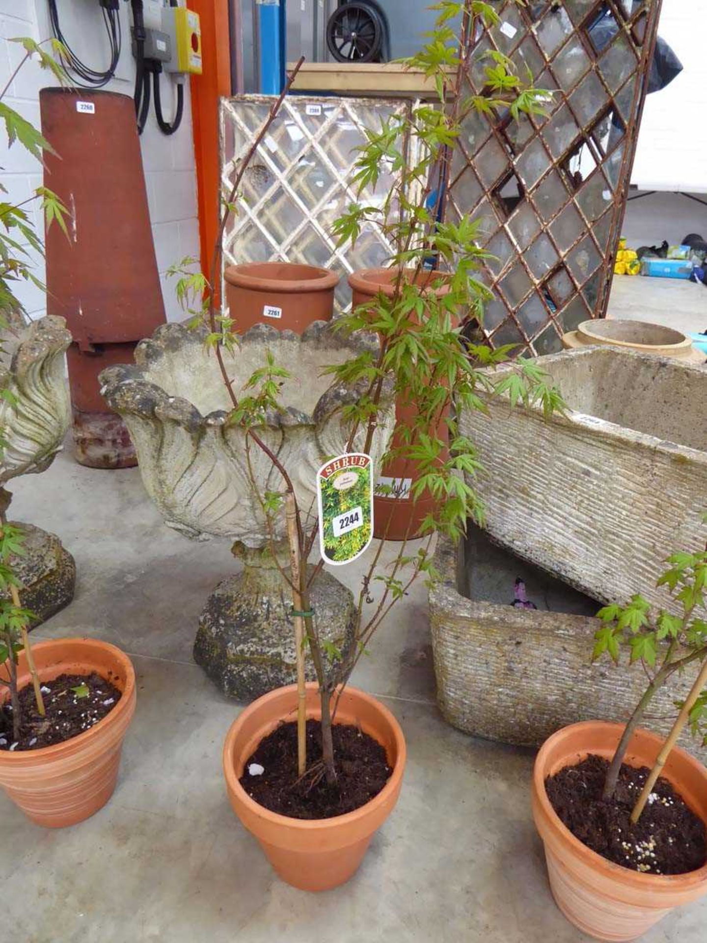 Potted acer in terracotta pot