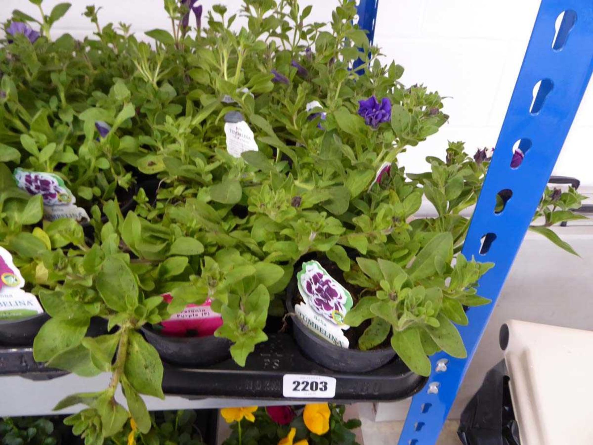 Tray containing 10 pots of mixed plants to include purple petunias, bella thumbelinas, etc