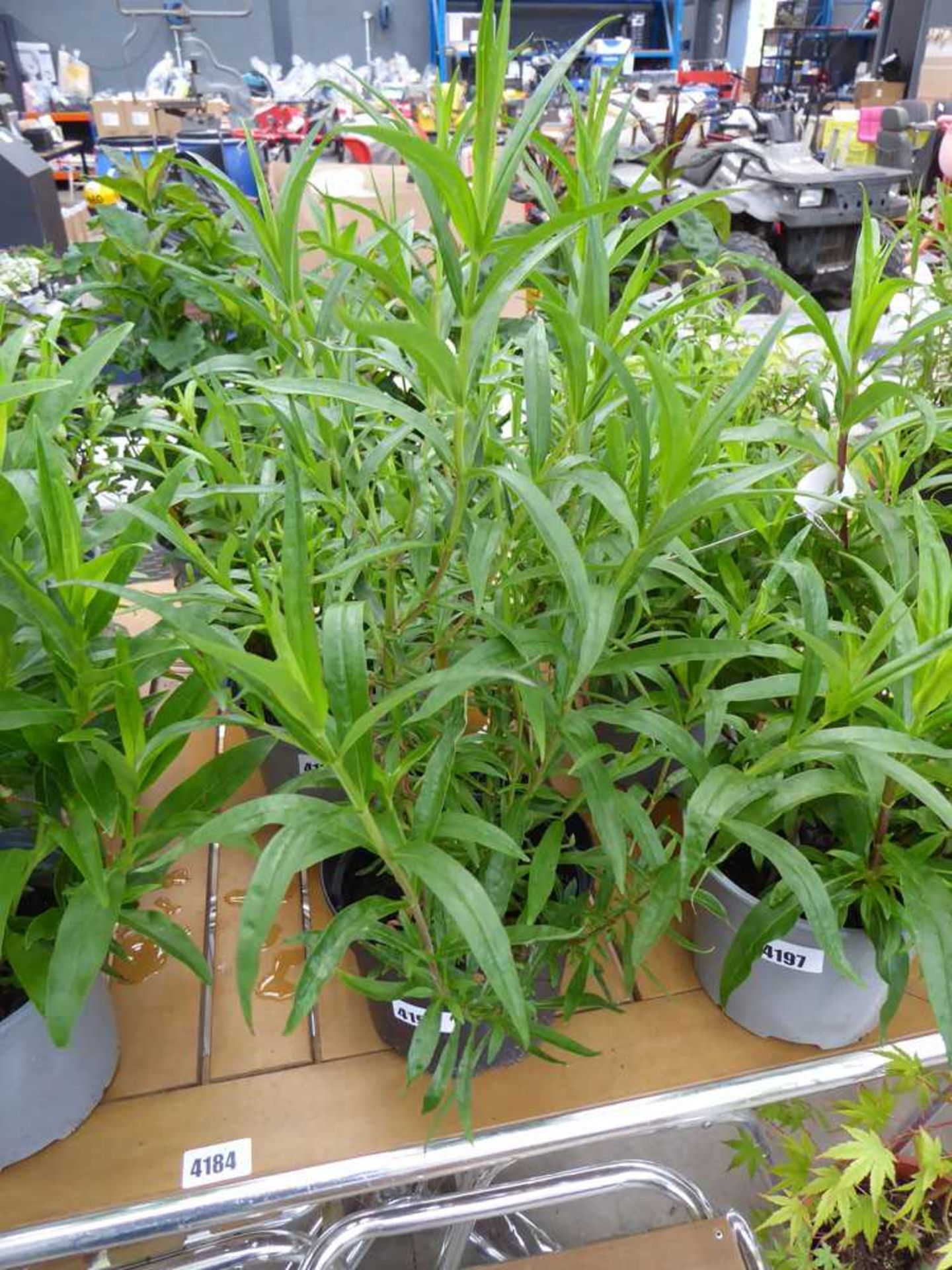 Potted penstemon plant