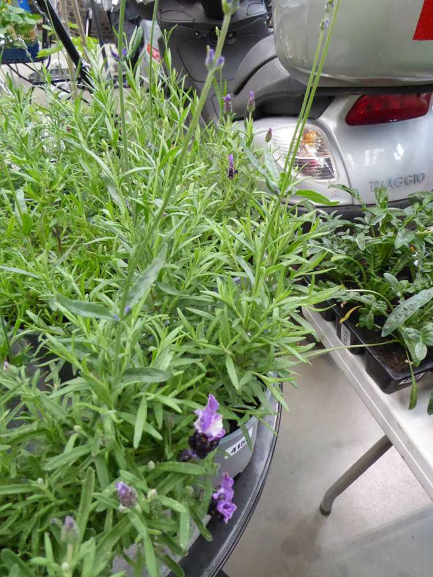 Potted lavender