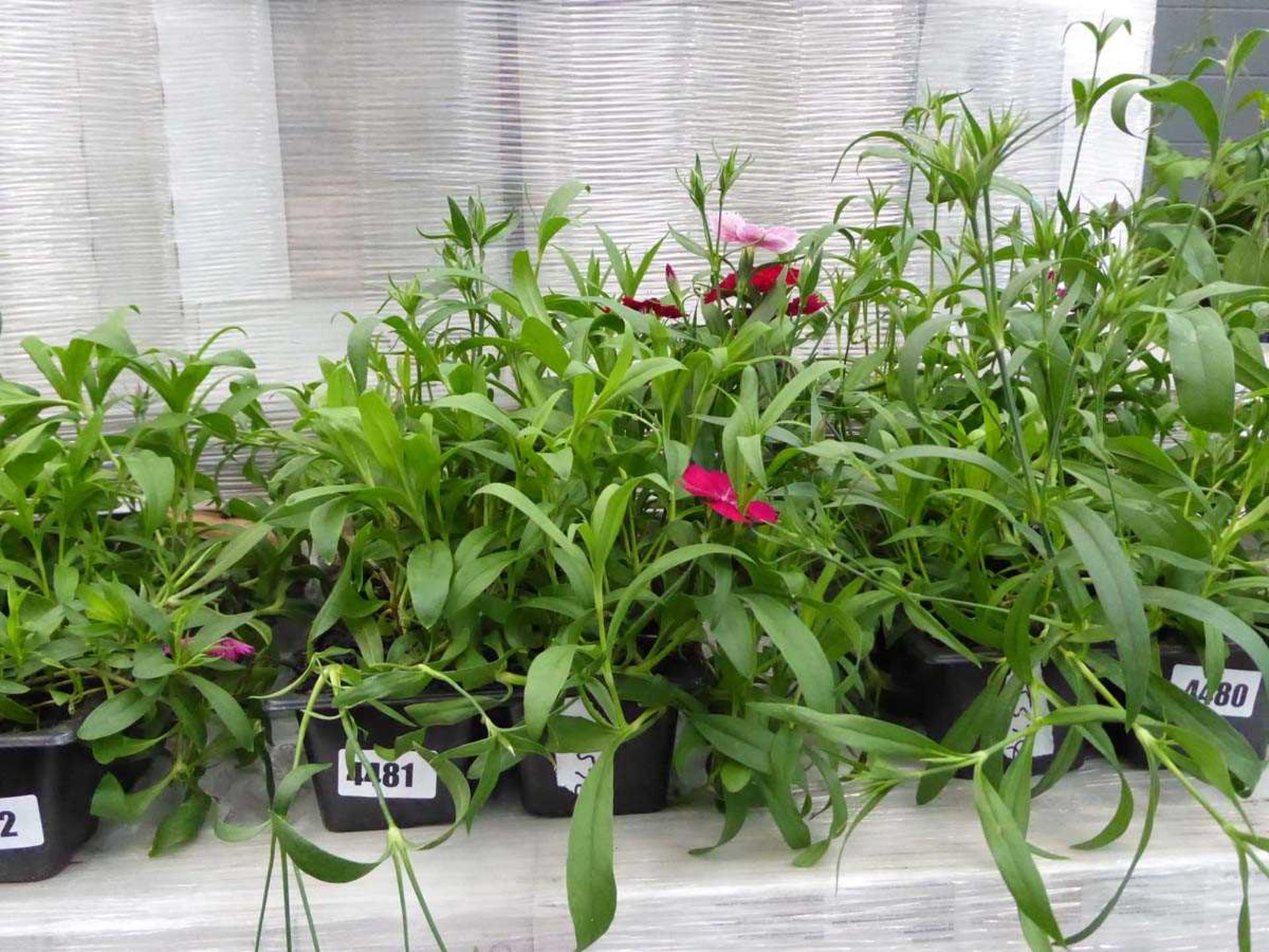 Tray of dianthus plants