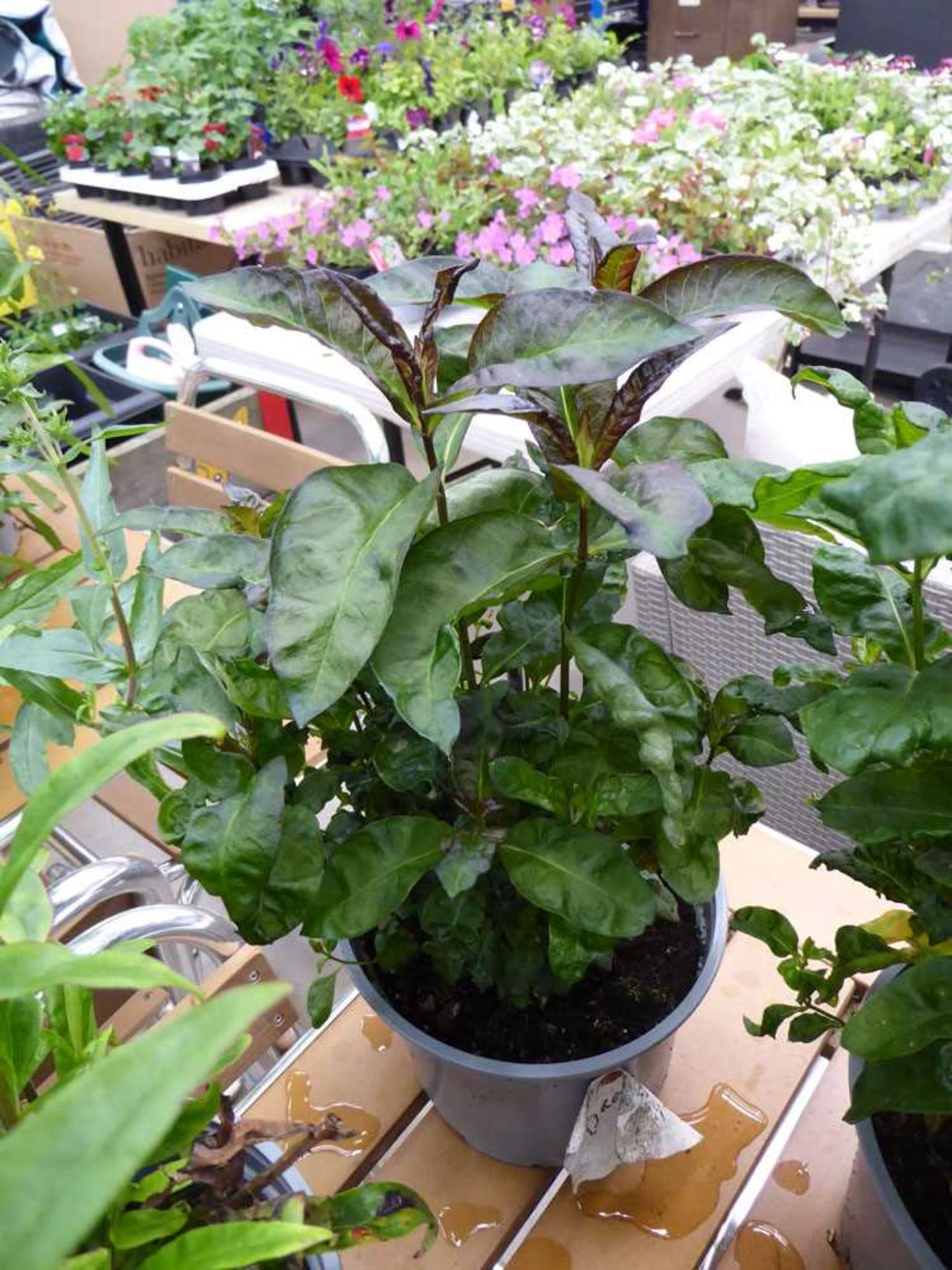 Potted phlox plant