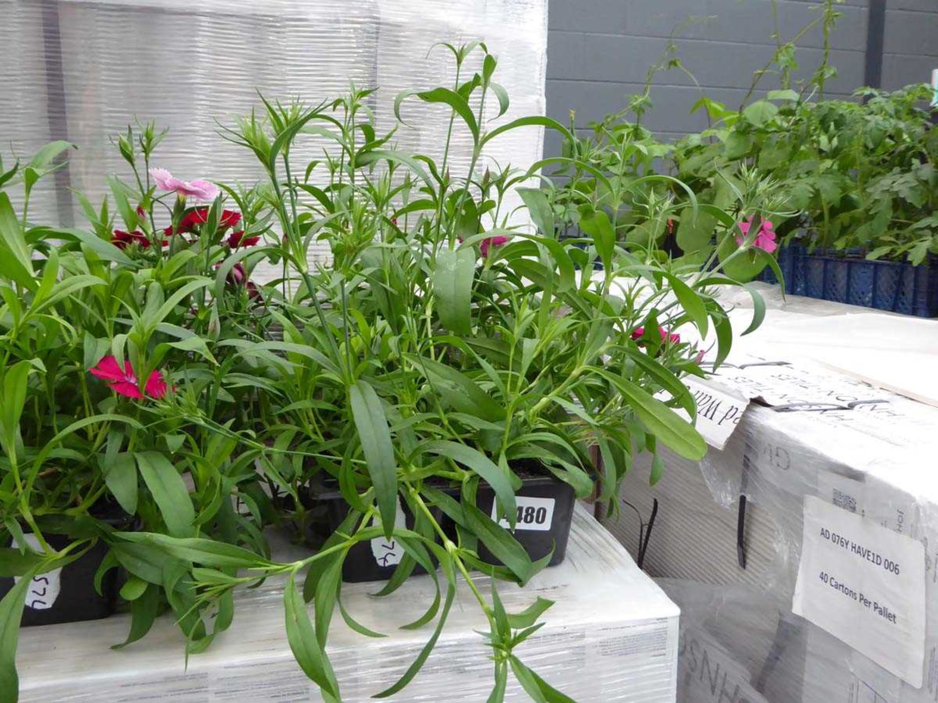 Tray of dianthus plants