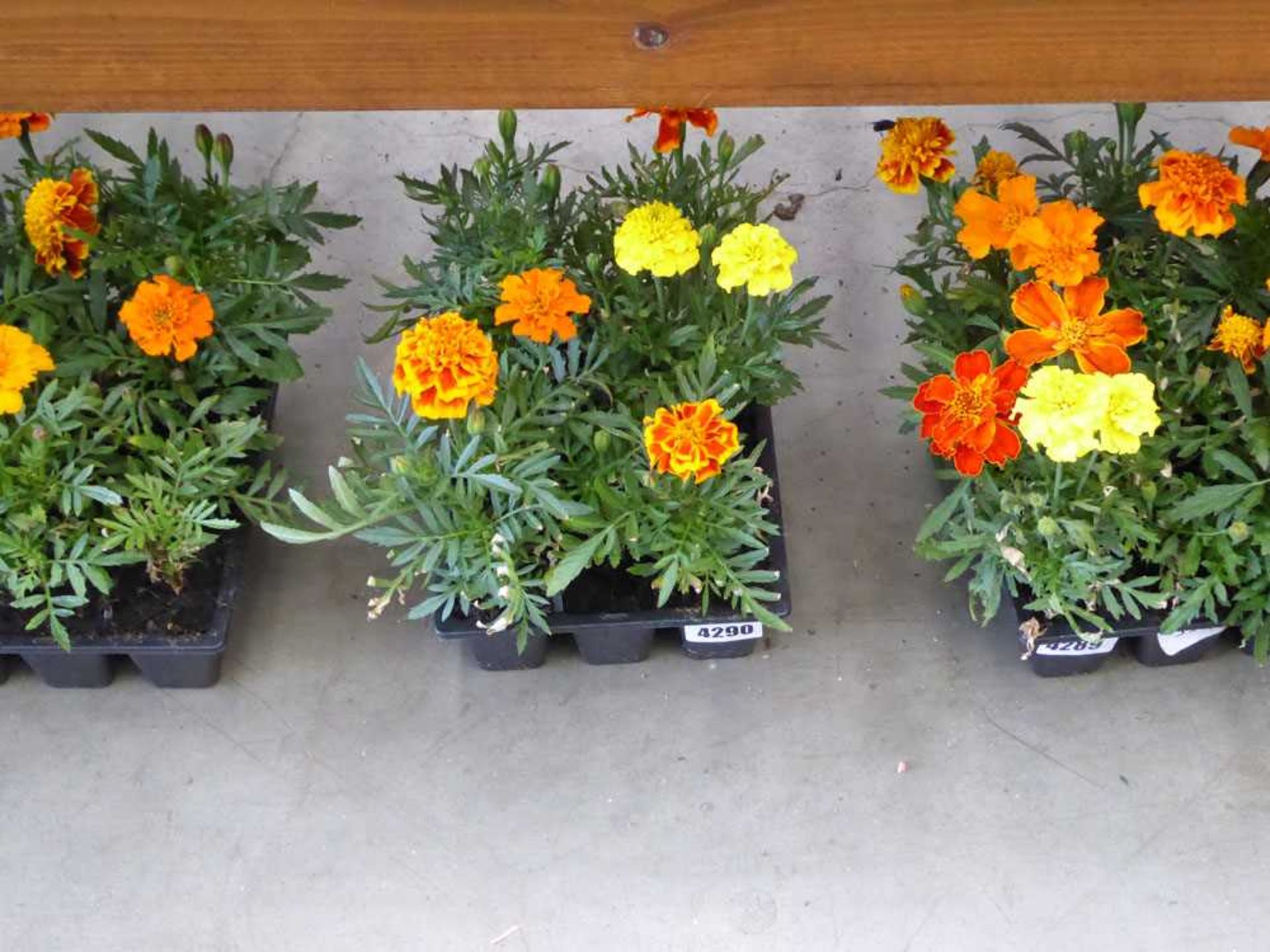 Tray of marigolds