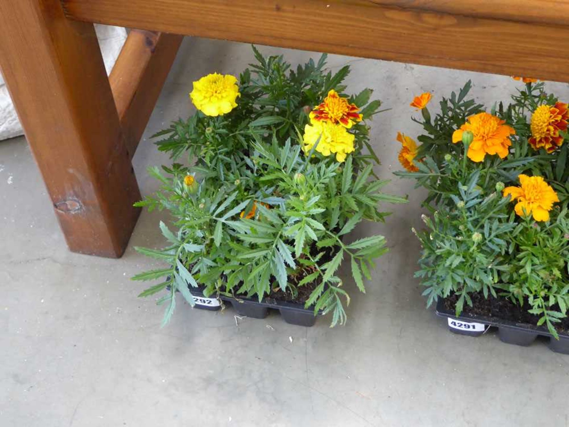 Tray of marigolds