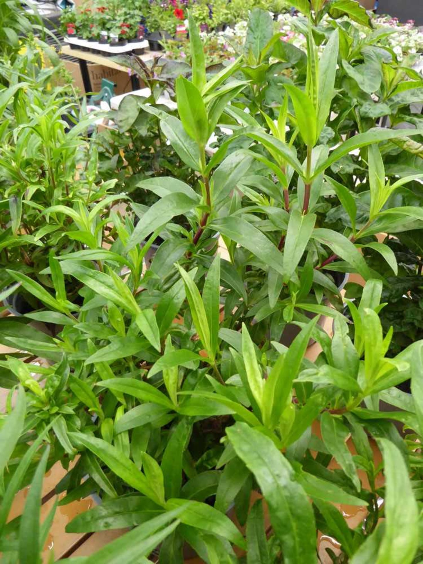 Potted penstemon plant