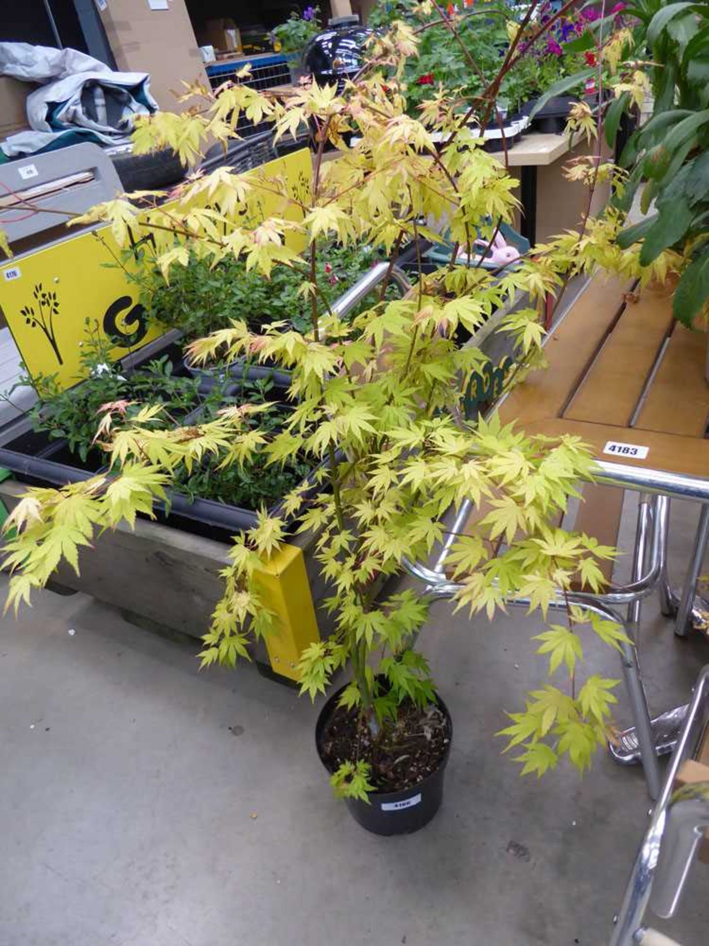 +VAT Acer plant