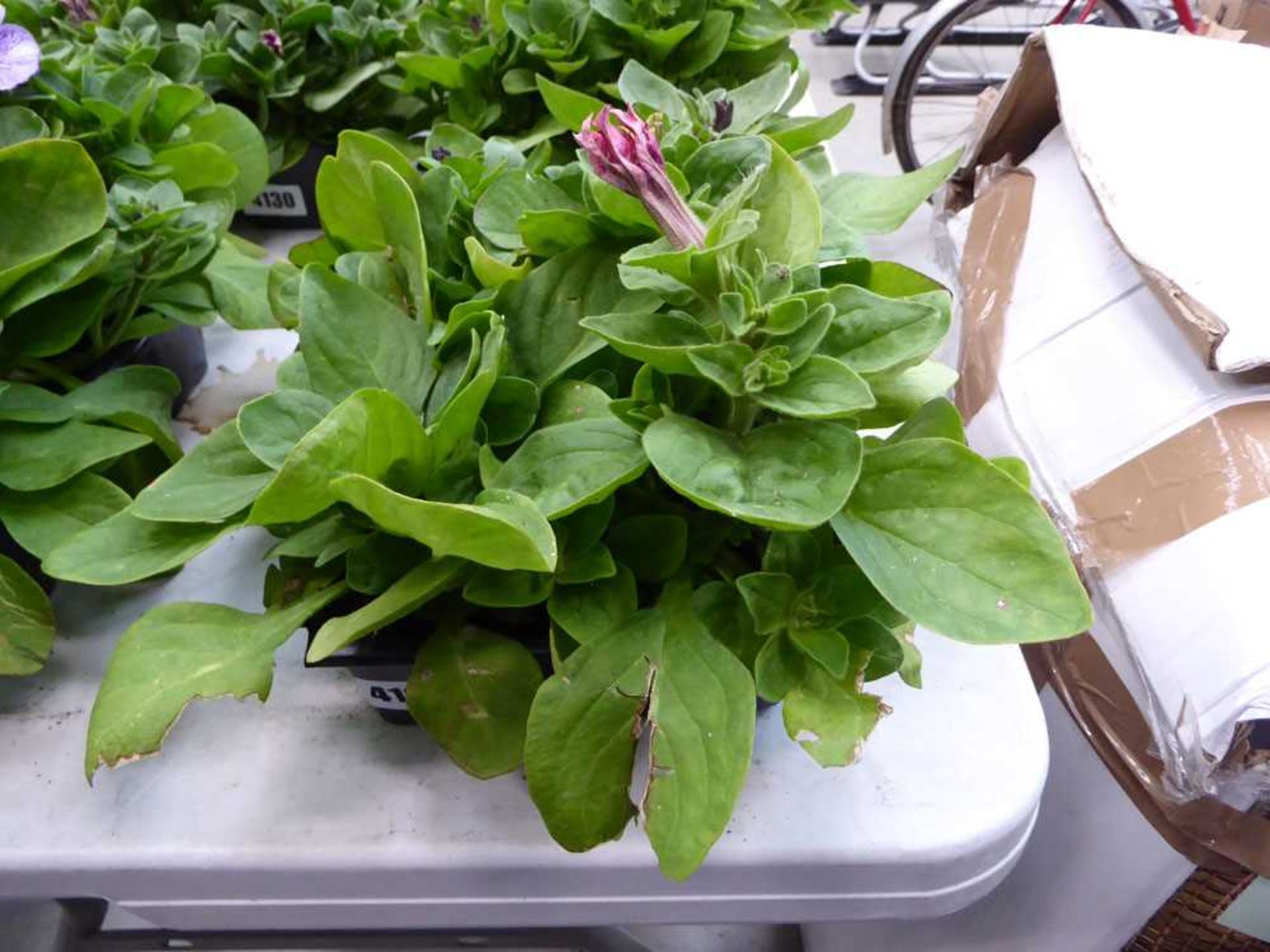 Tray of petunias