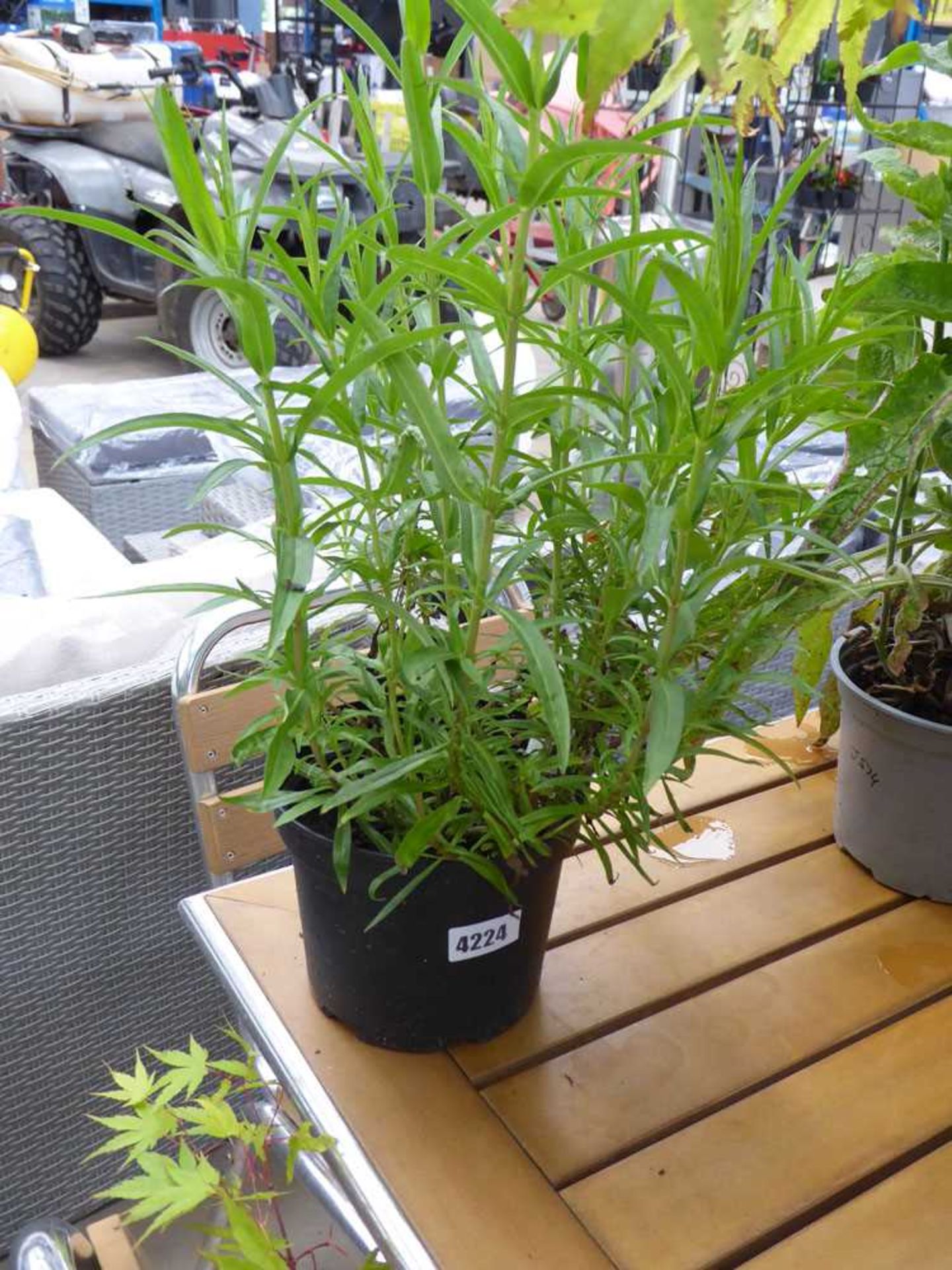 Potted penstemon plant