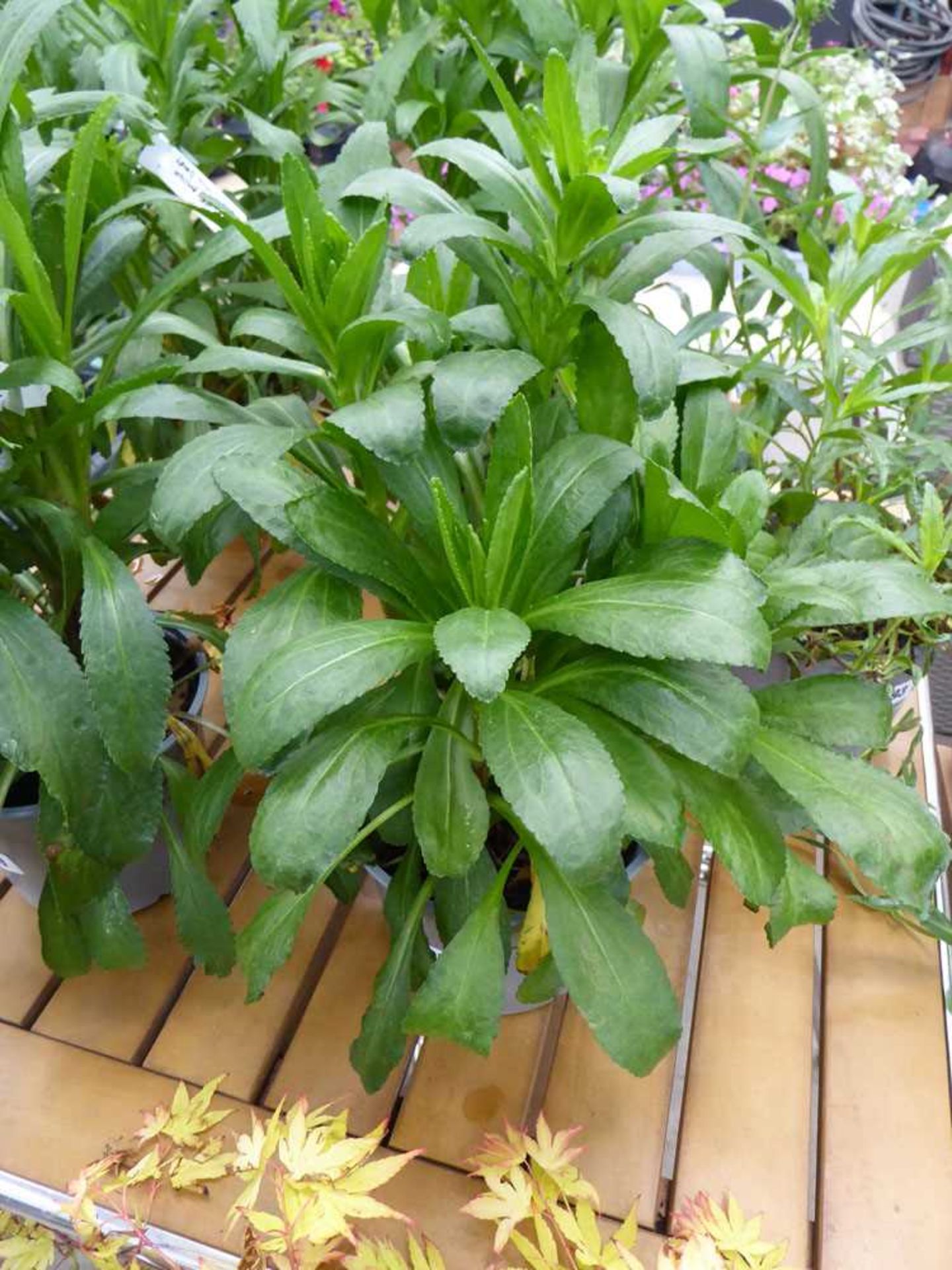 Potted leucanthemum white daisy