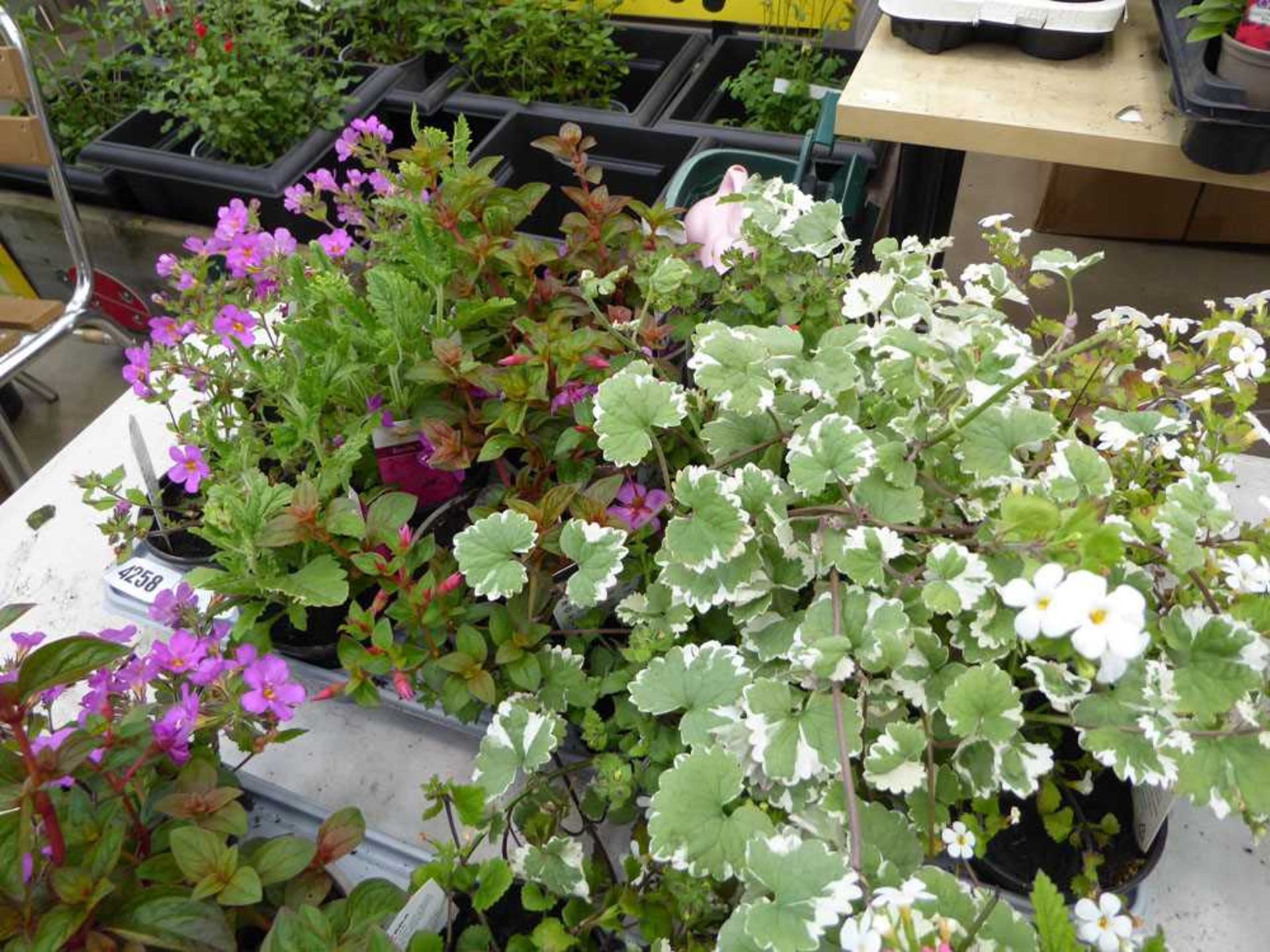 Tray of hanging basket plants