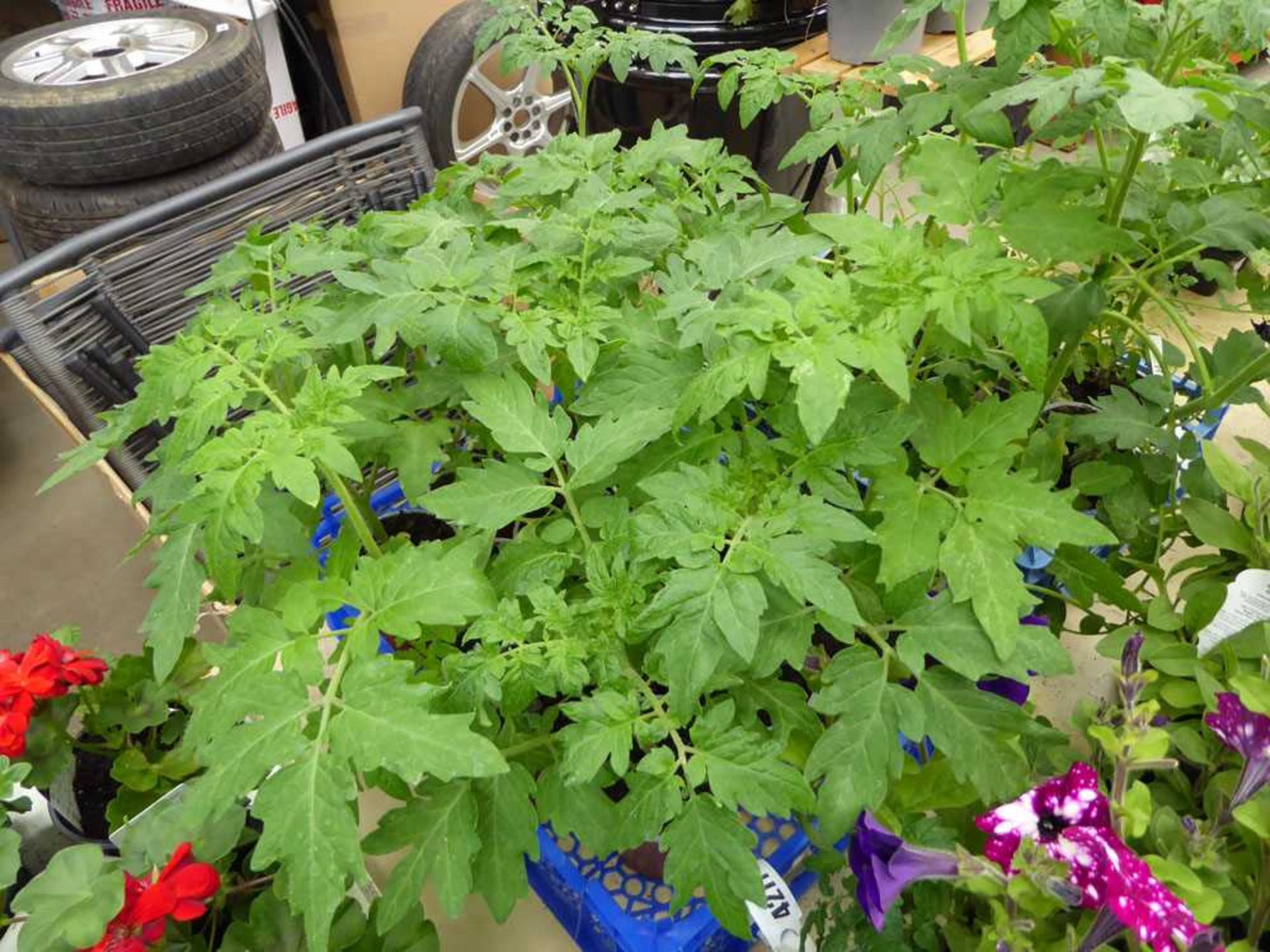 Tray of Moneymaker tomato plants