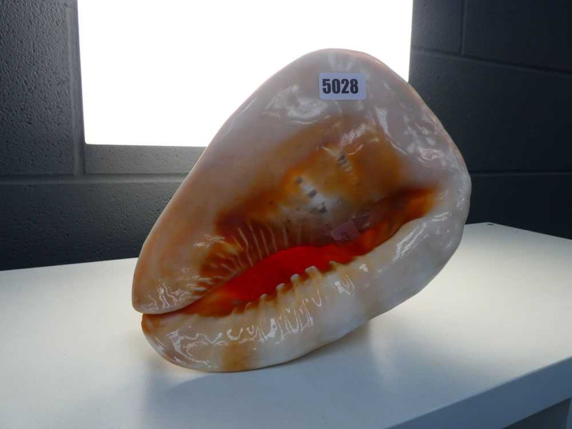 Large sea shell