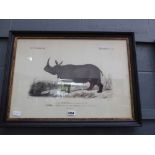 Print of rhinoceros