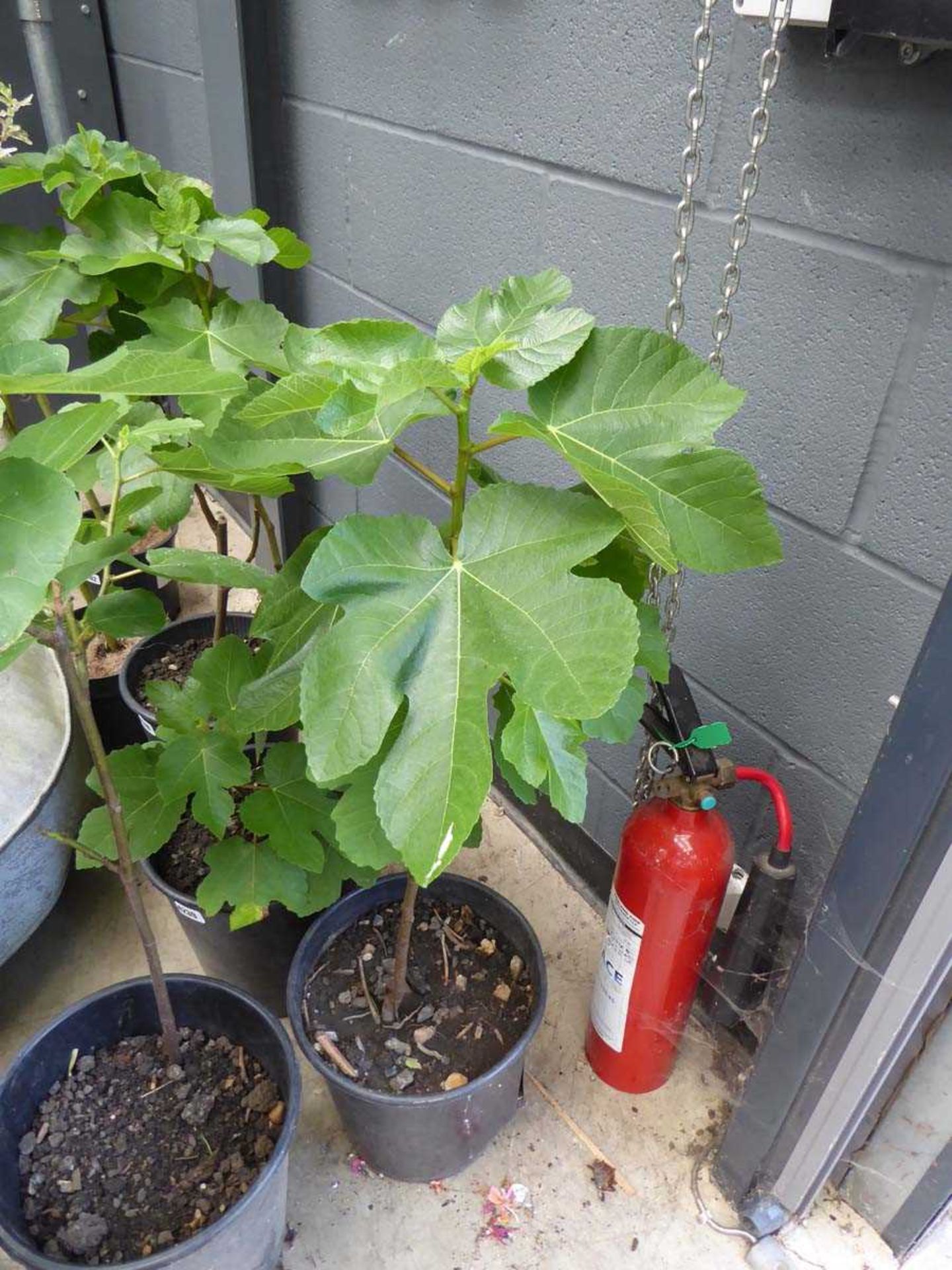 Potted fig