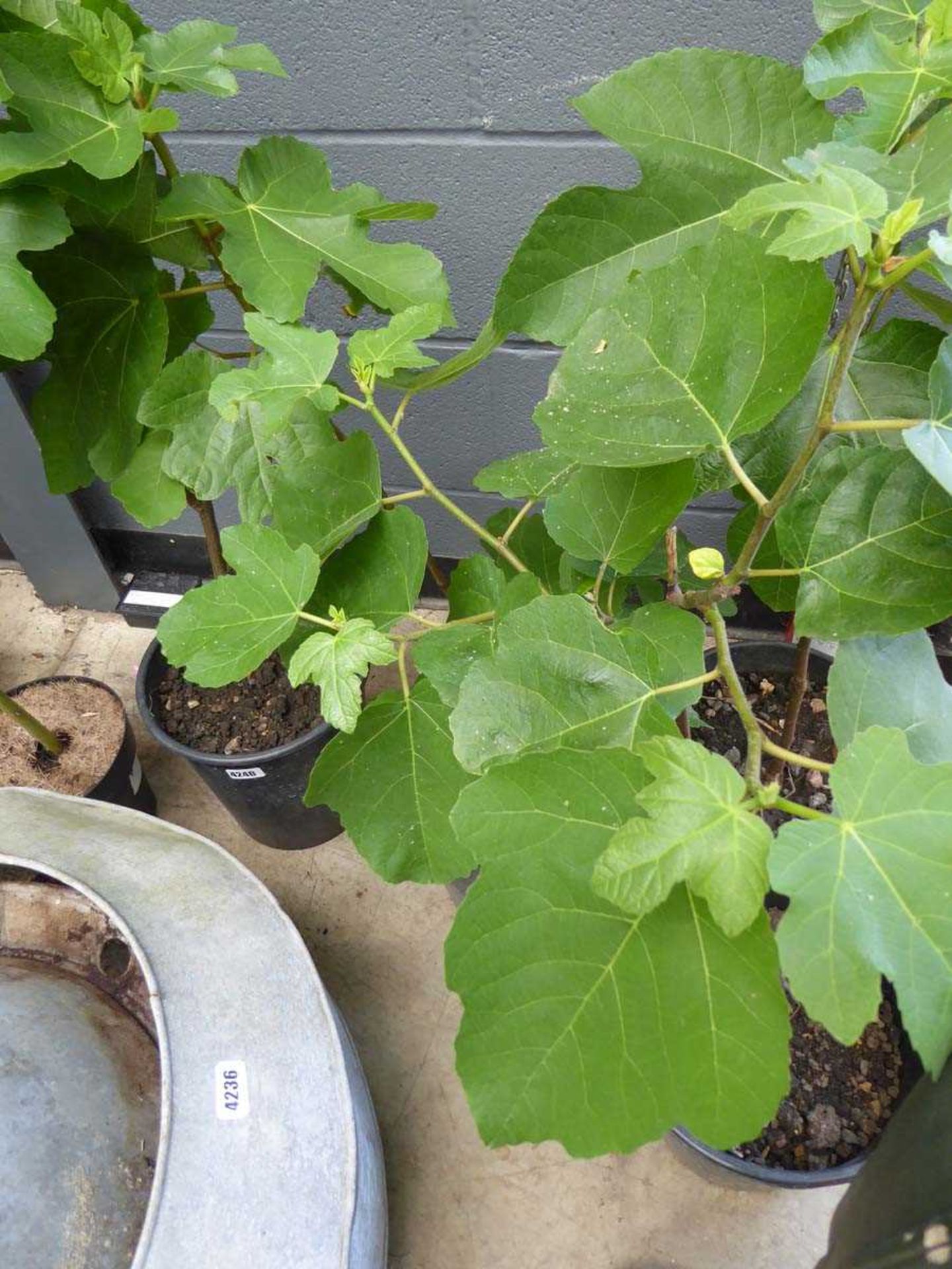 Potted fig