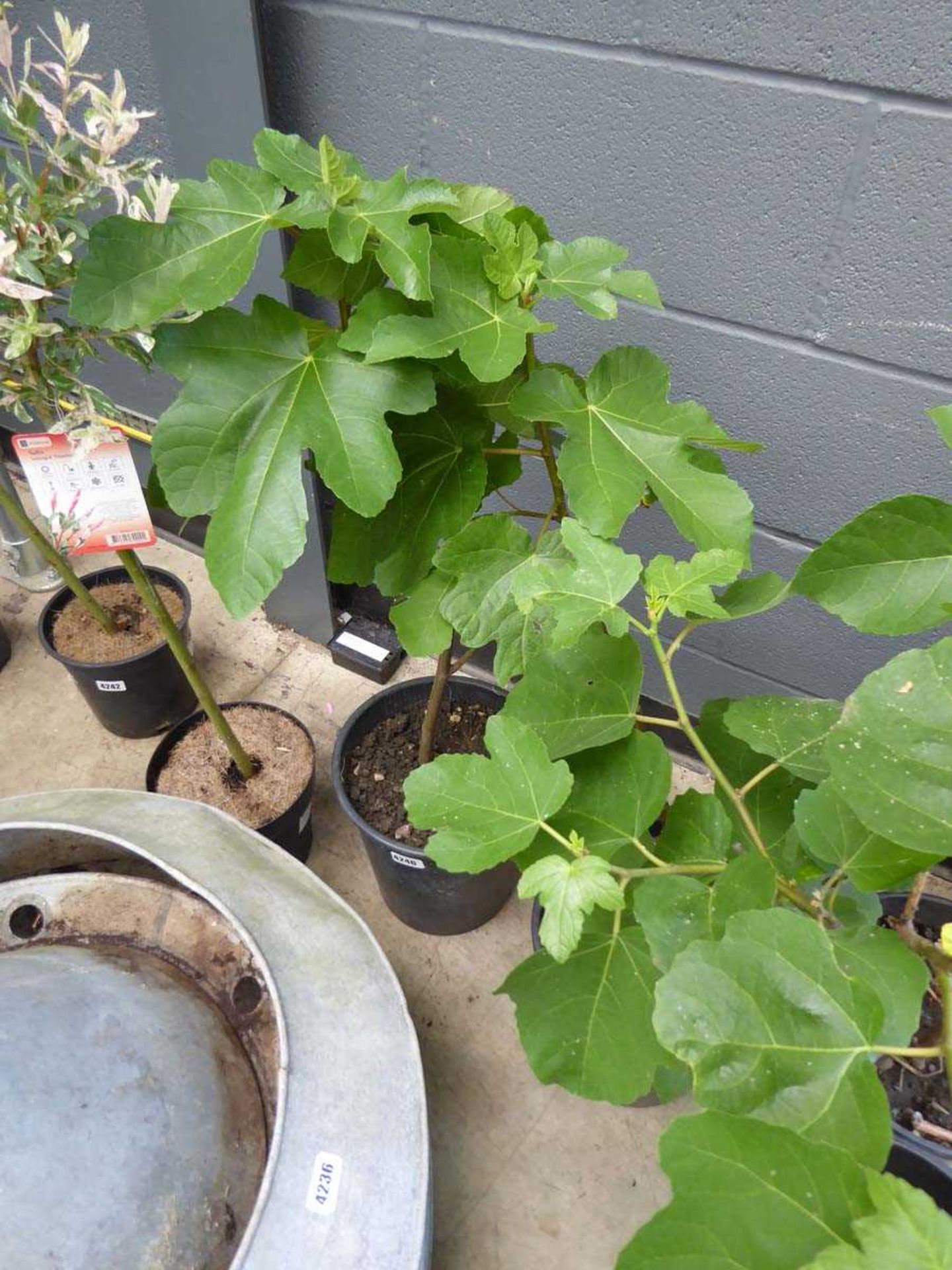 Potted fig