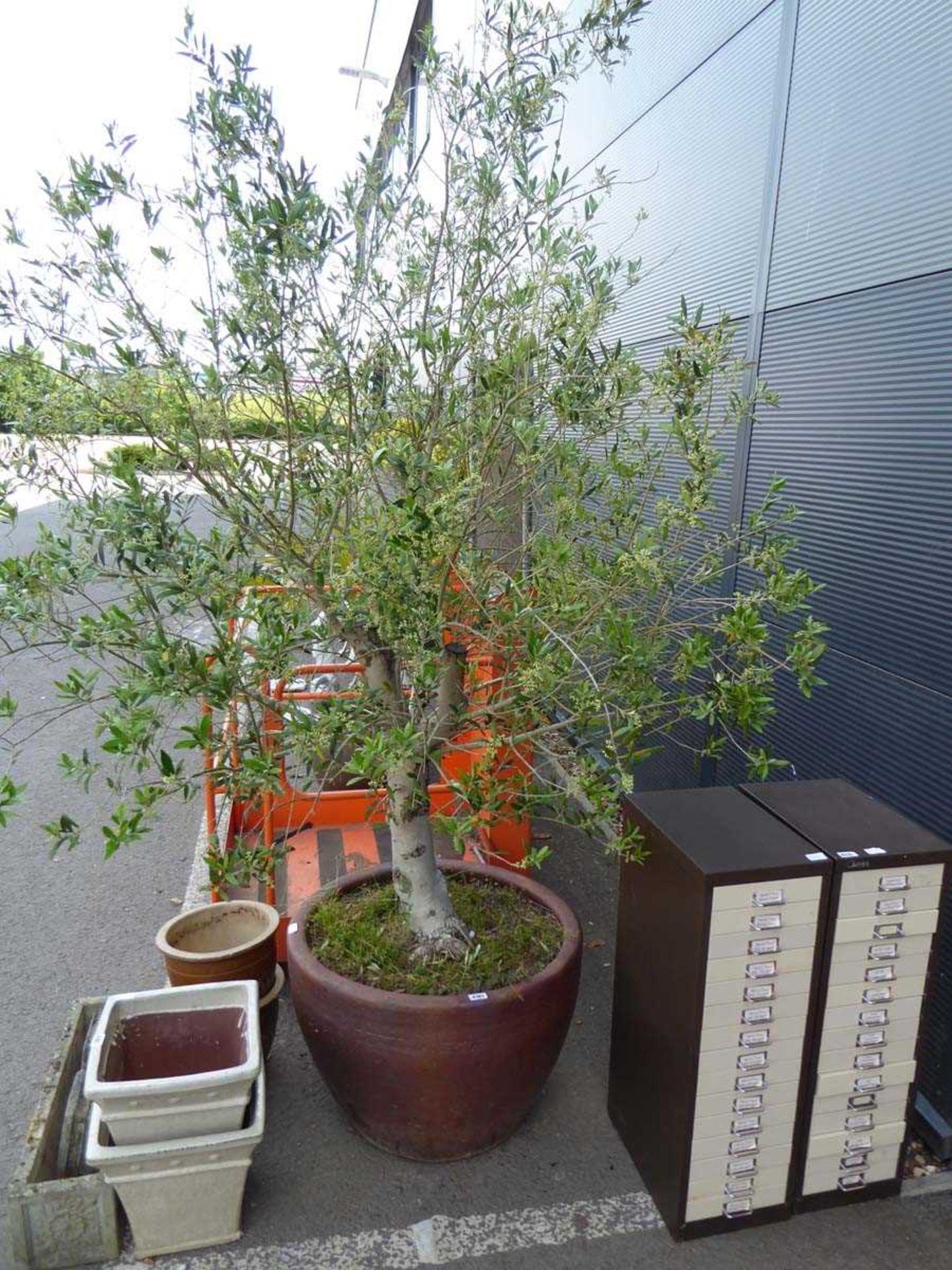 Large potted olive tree