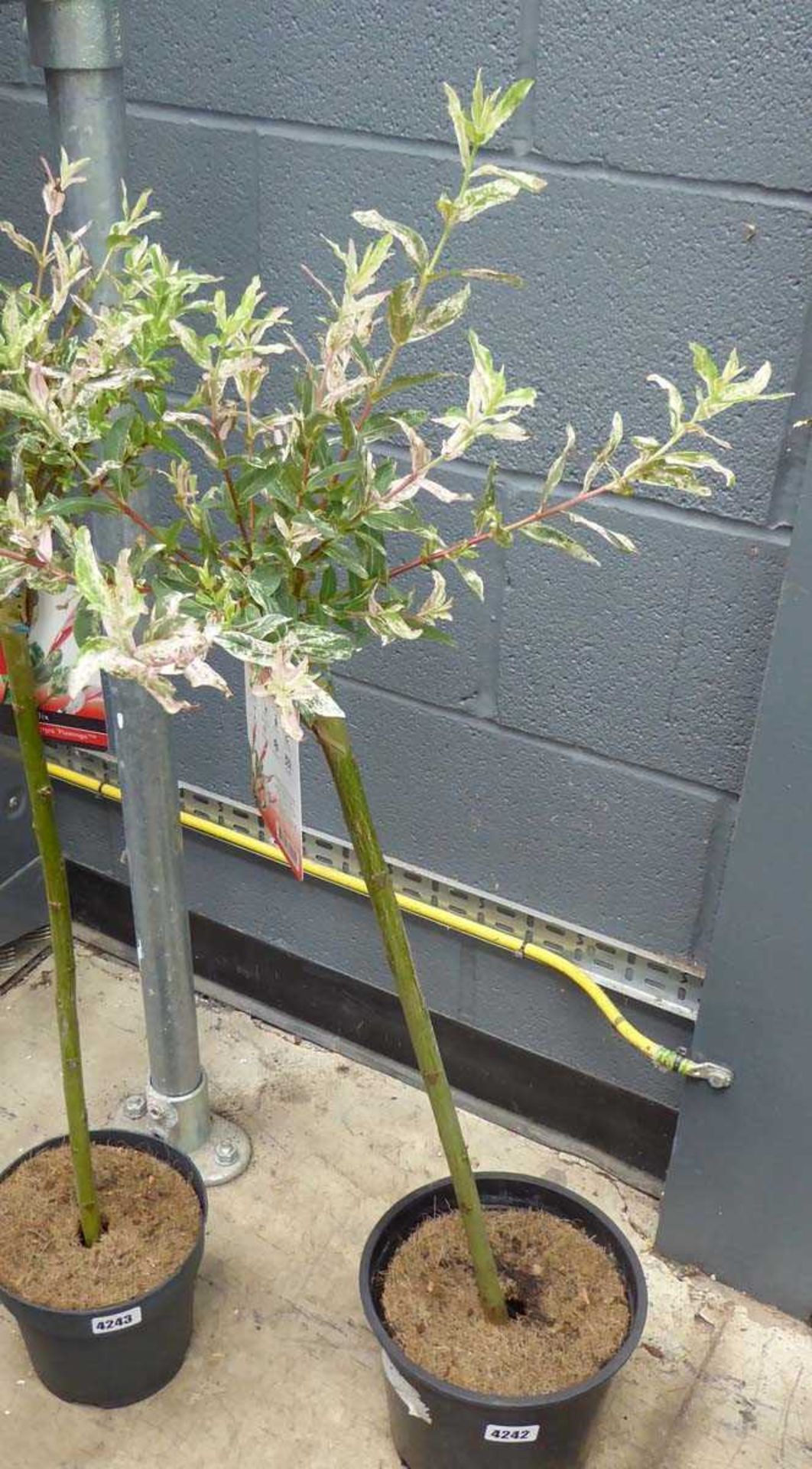 +VAT Potted flamingo salix