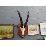 Pair of Roan antelope horns