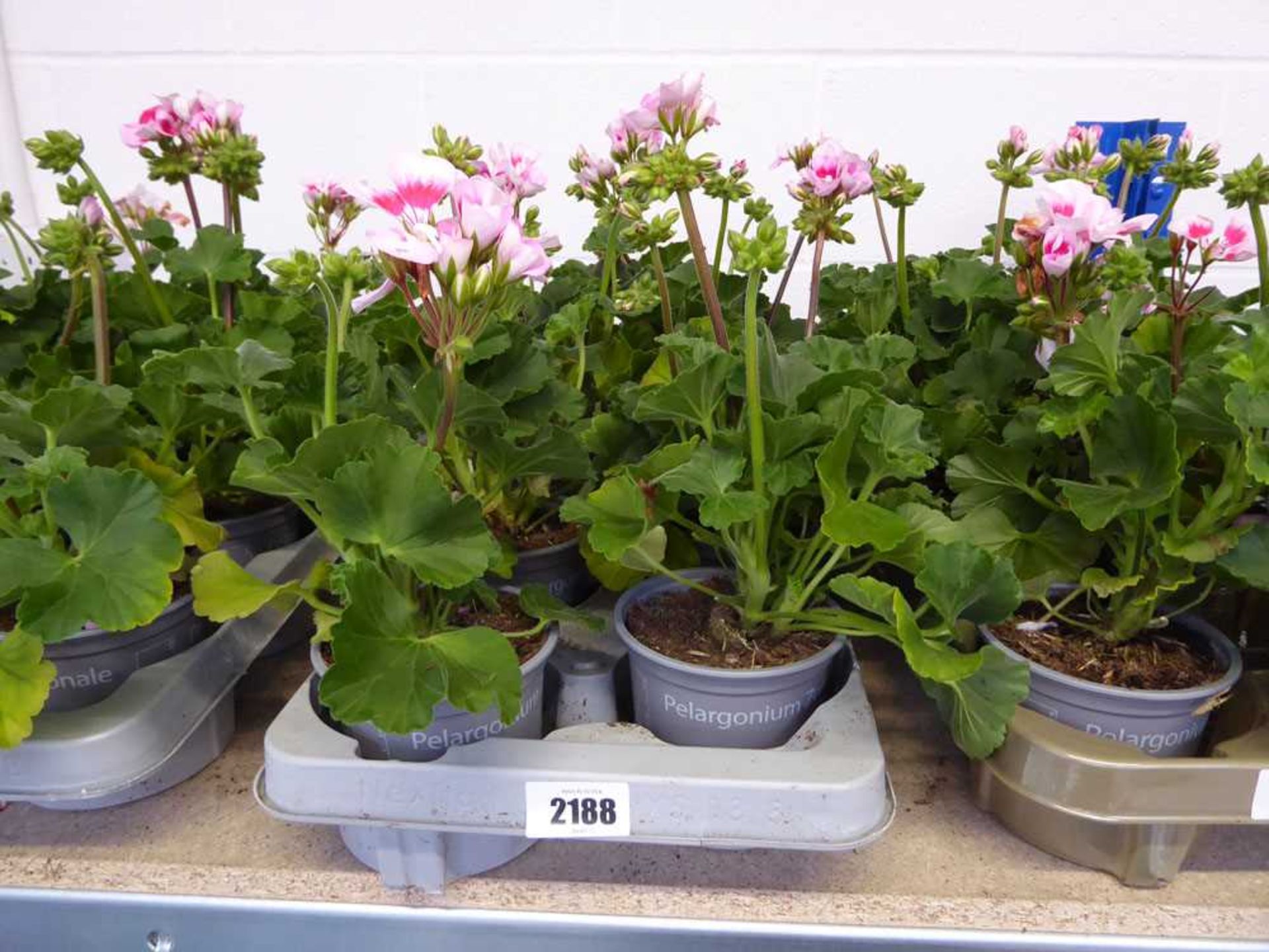 Tray containing 8 potted pink flowering pelargoniums