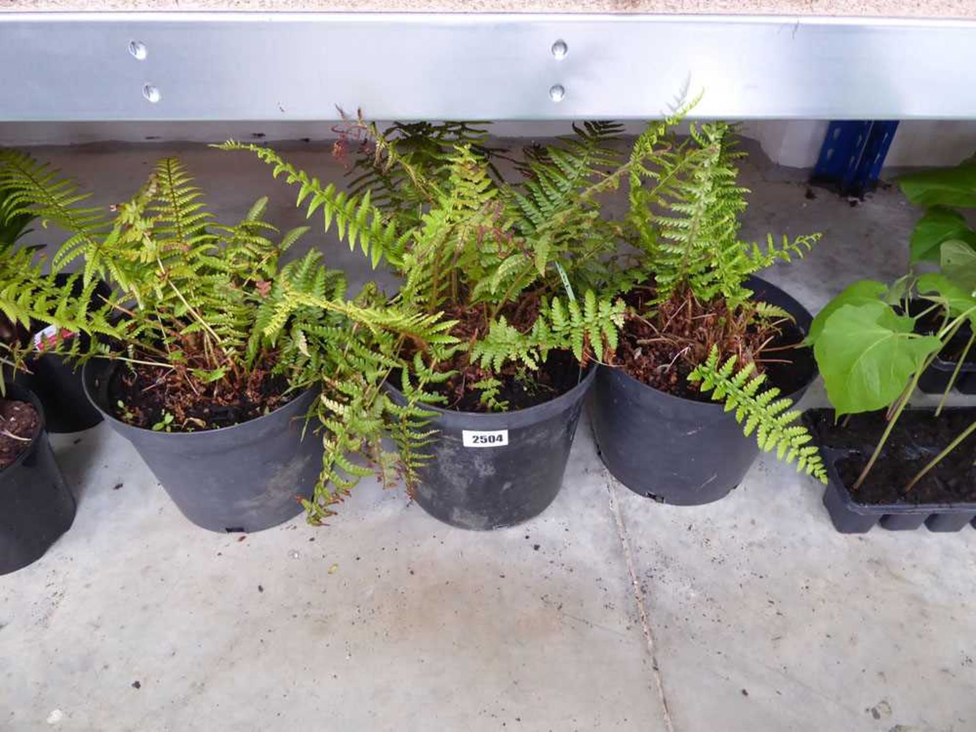 3 potted ferns