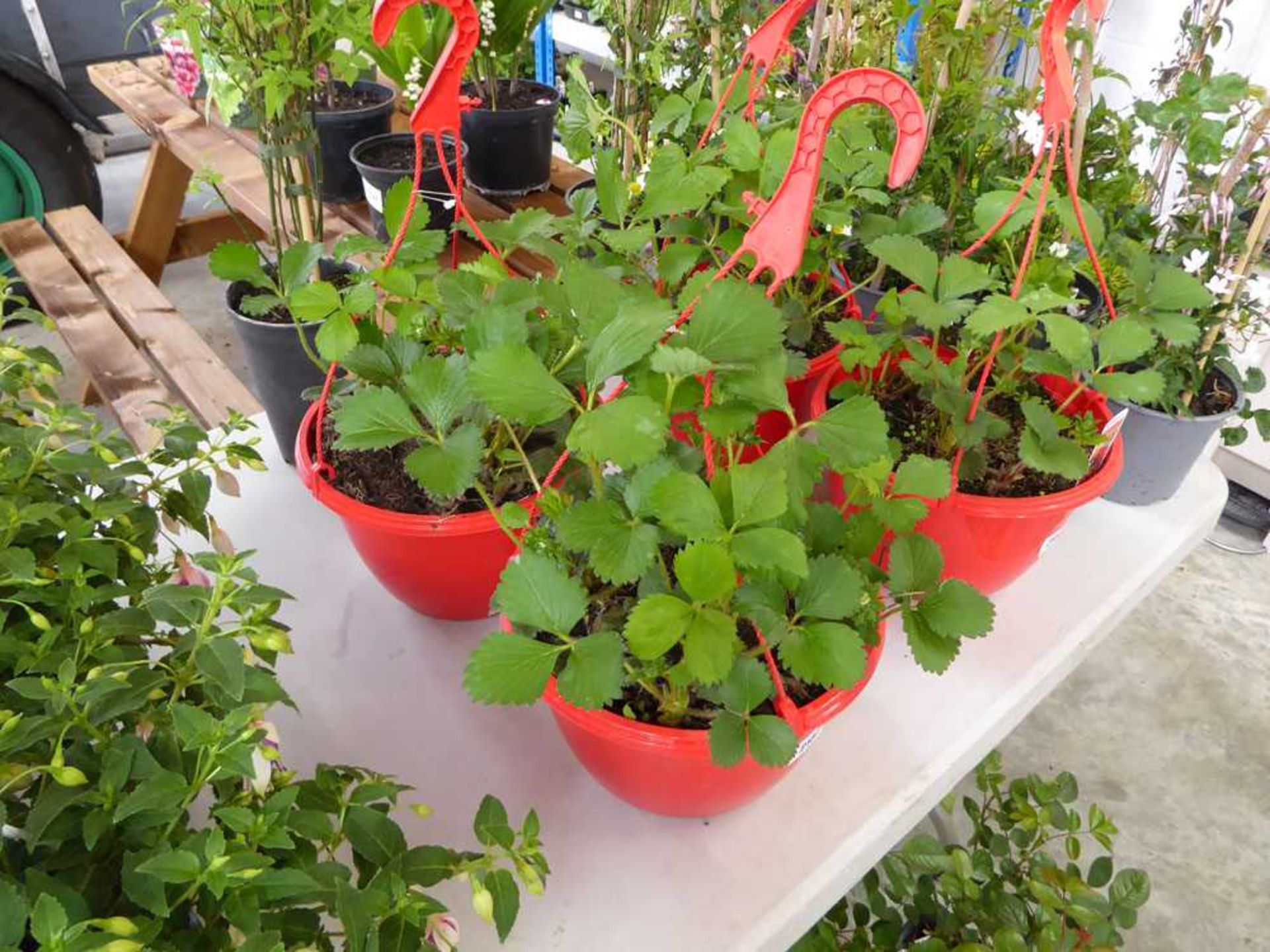 Pair of strawberry hanging baskets
