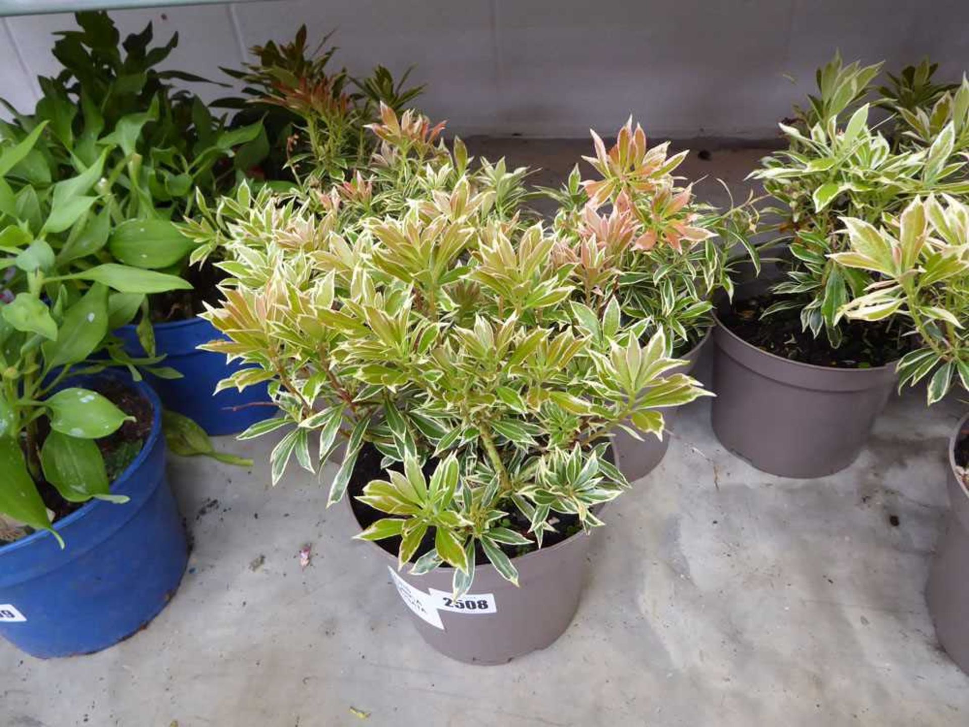 3 potted pieris japonica plants