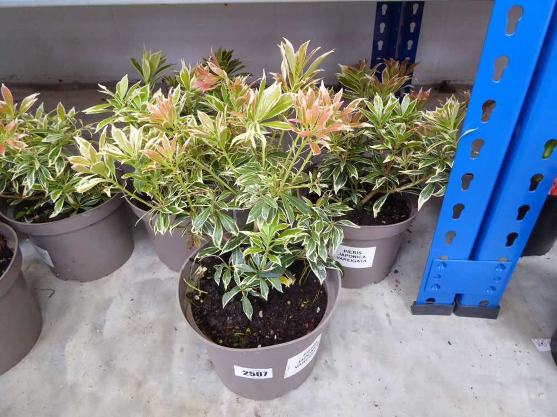 3 potted pieris japonica plants