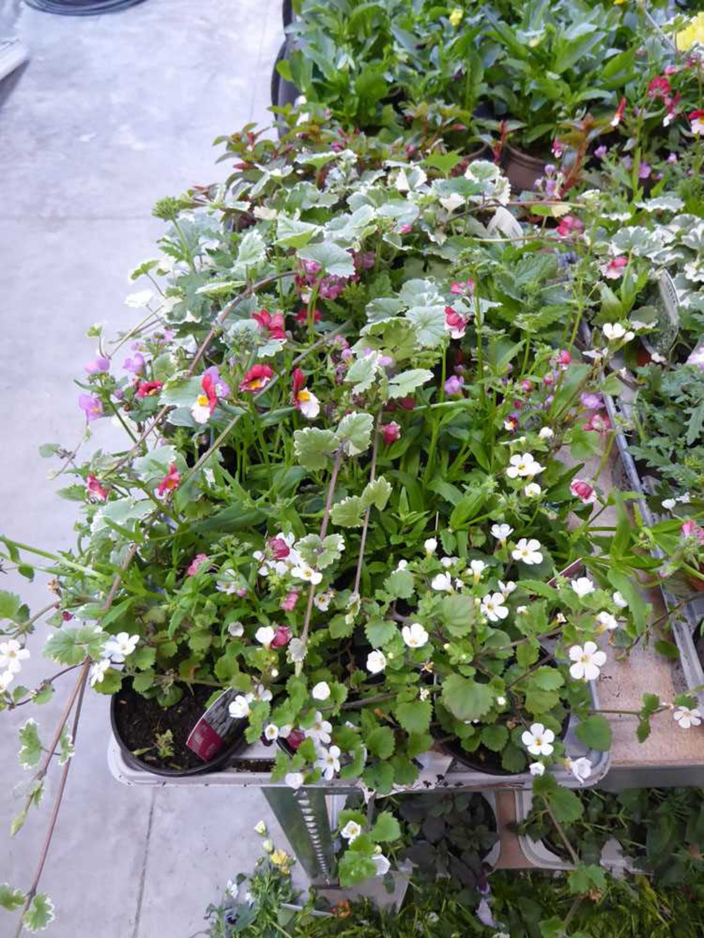 Tray of mixed basket plants